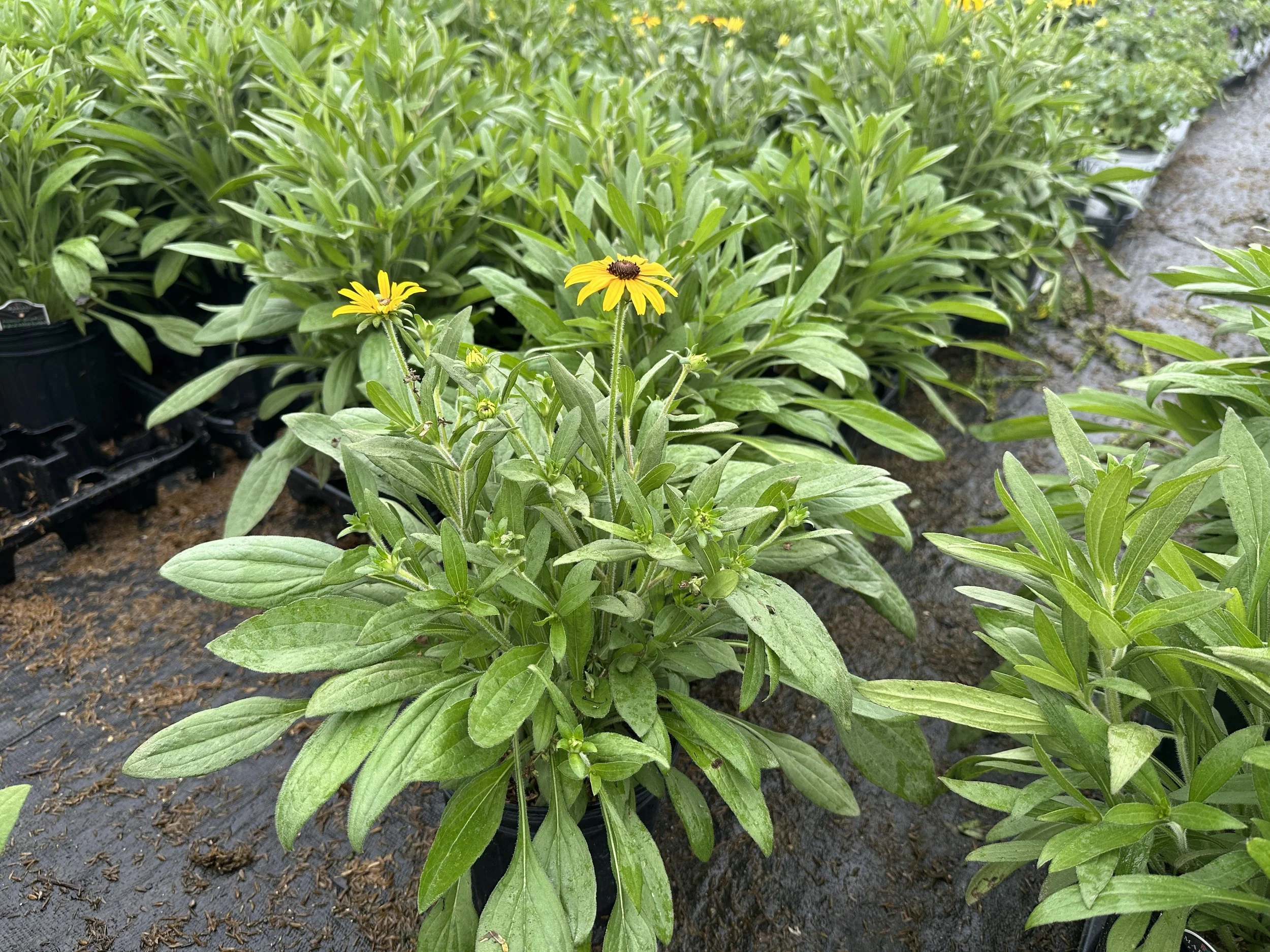 Rudbeckia 'American Gold Rush' PP28498