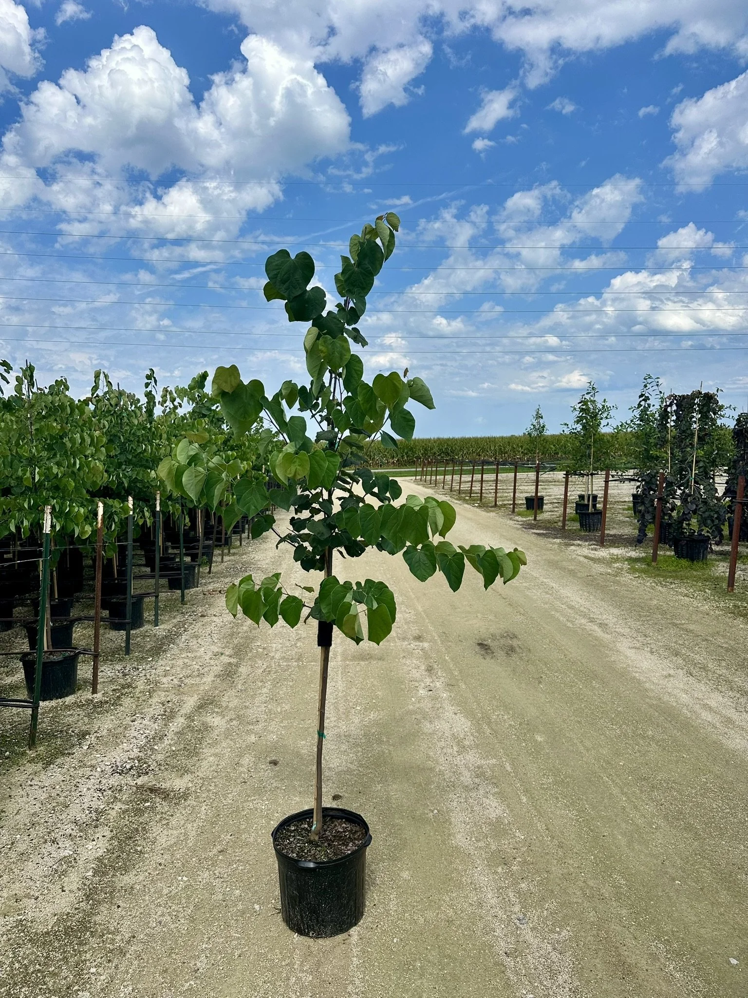 Cercis canadensis