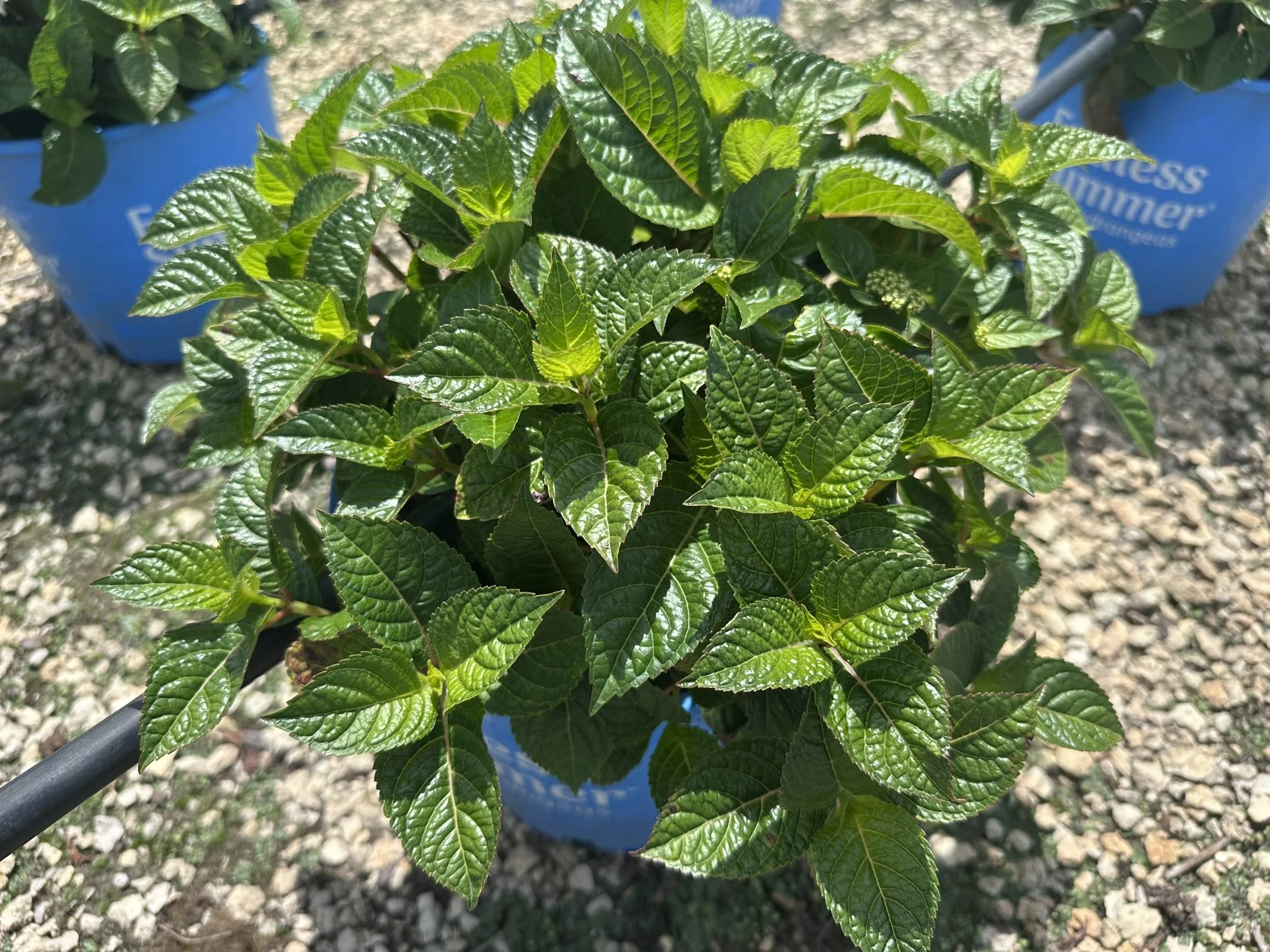 Hydrangea Pop Star.JPEG