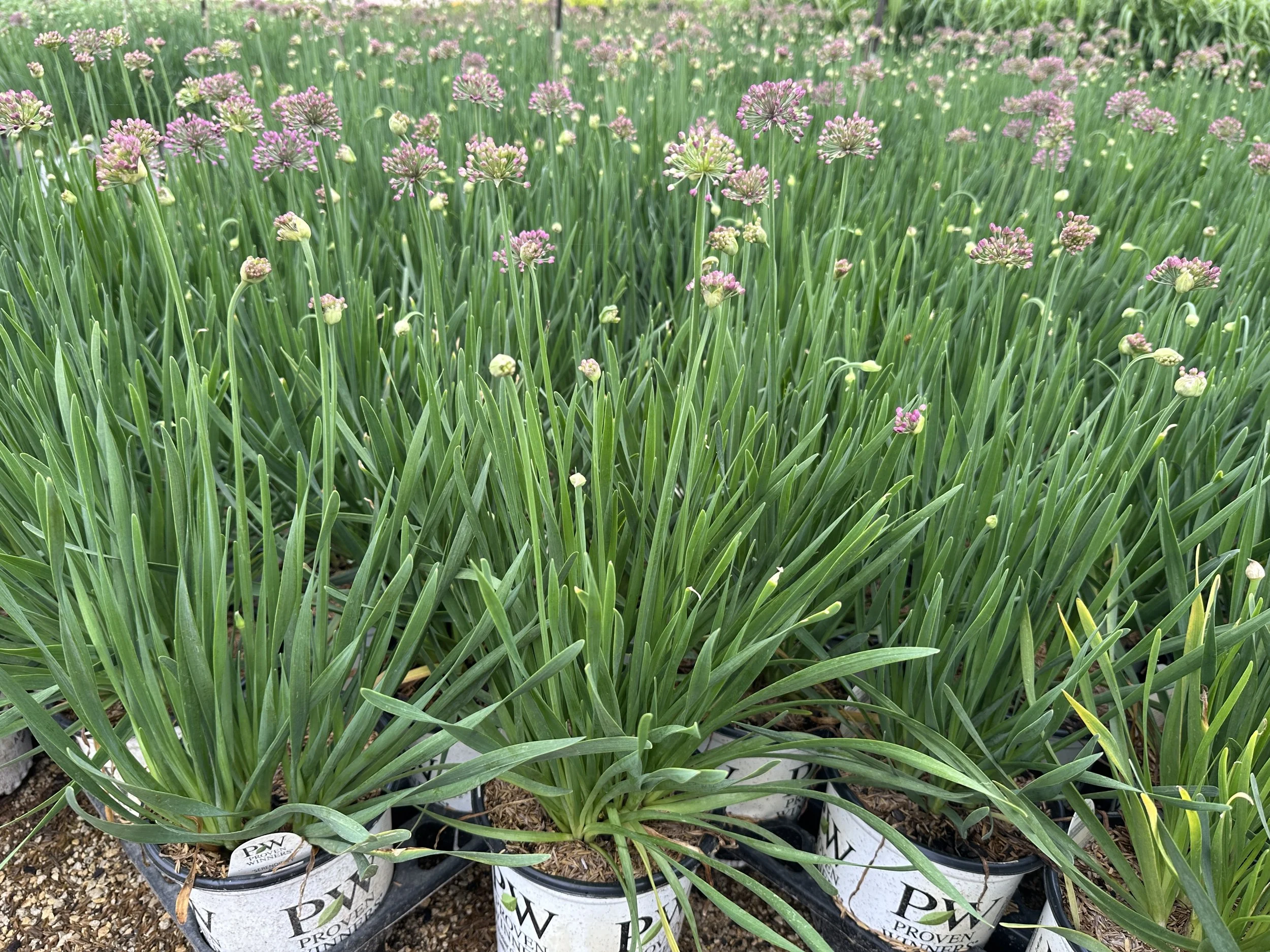 Allium 'Serendipity' PP32023