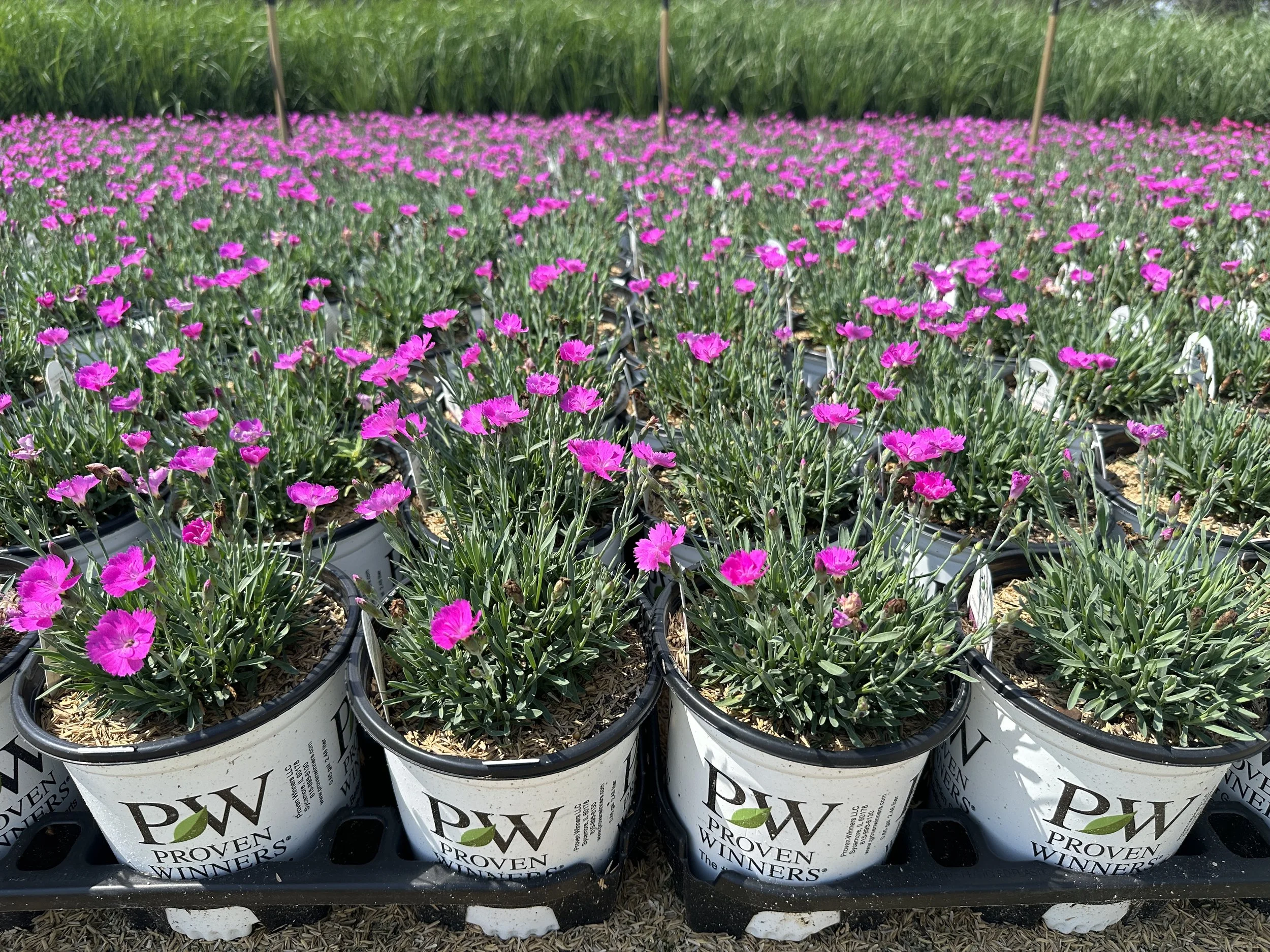 Dianthus 'Paint the Town Fuchsia' PP28636