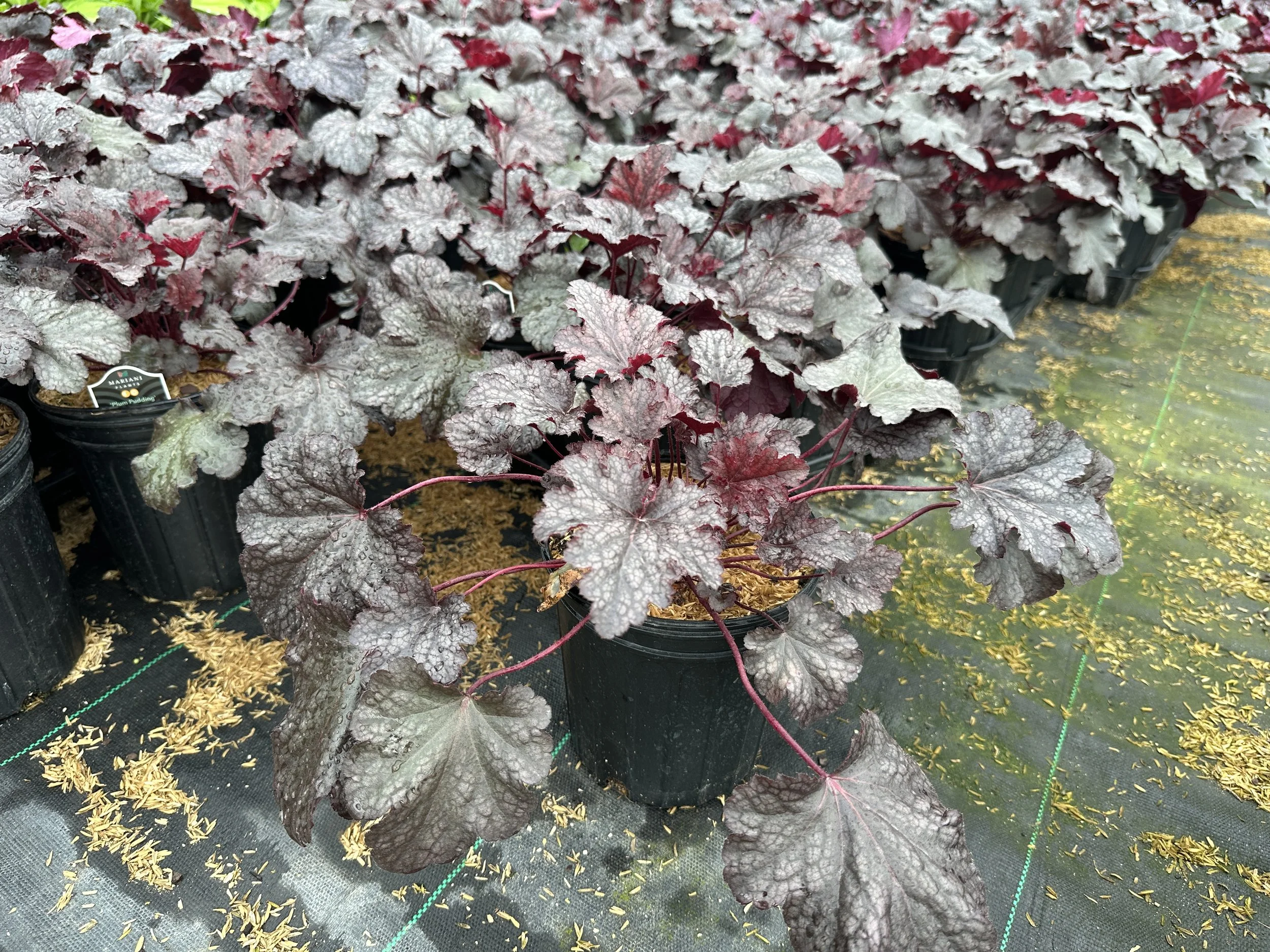 Heuchera 'Plum Pudding'