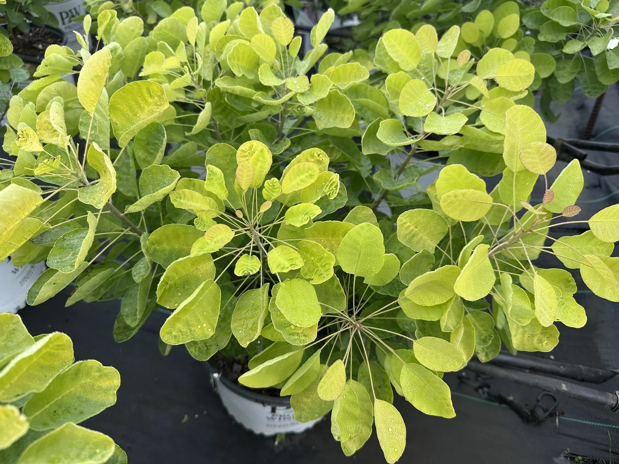 Cotinus coggygria Winecraft Gold® 'MINCOJAU3' PP30327