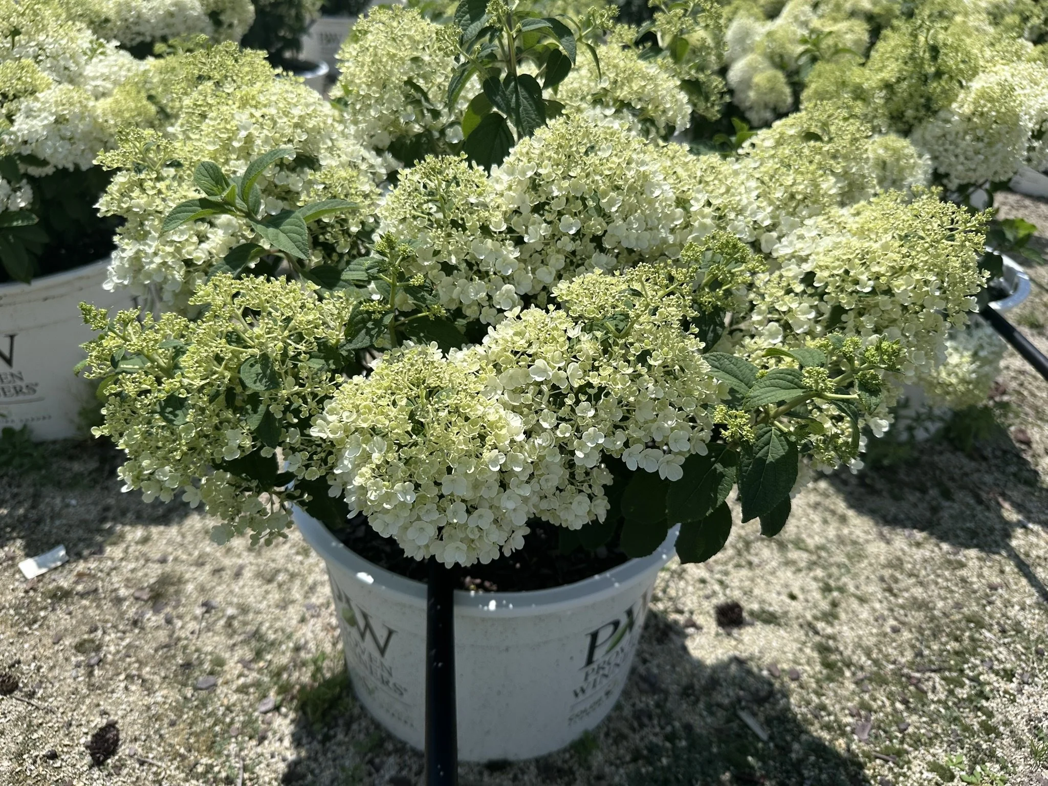 Hydrangea paniculata Bobo® 'ILVOBO' PP22782
