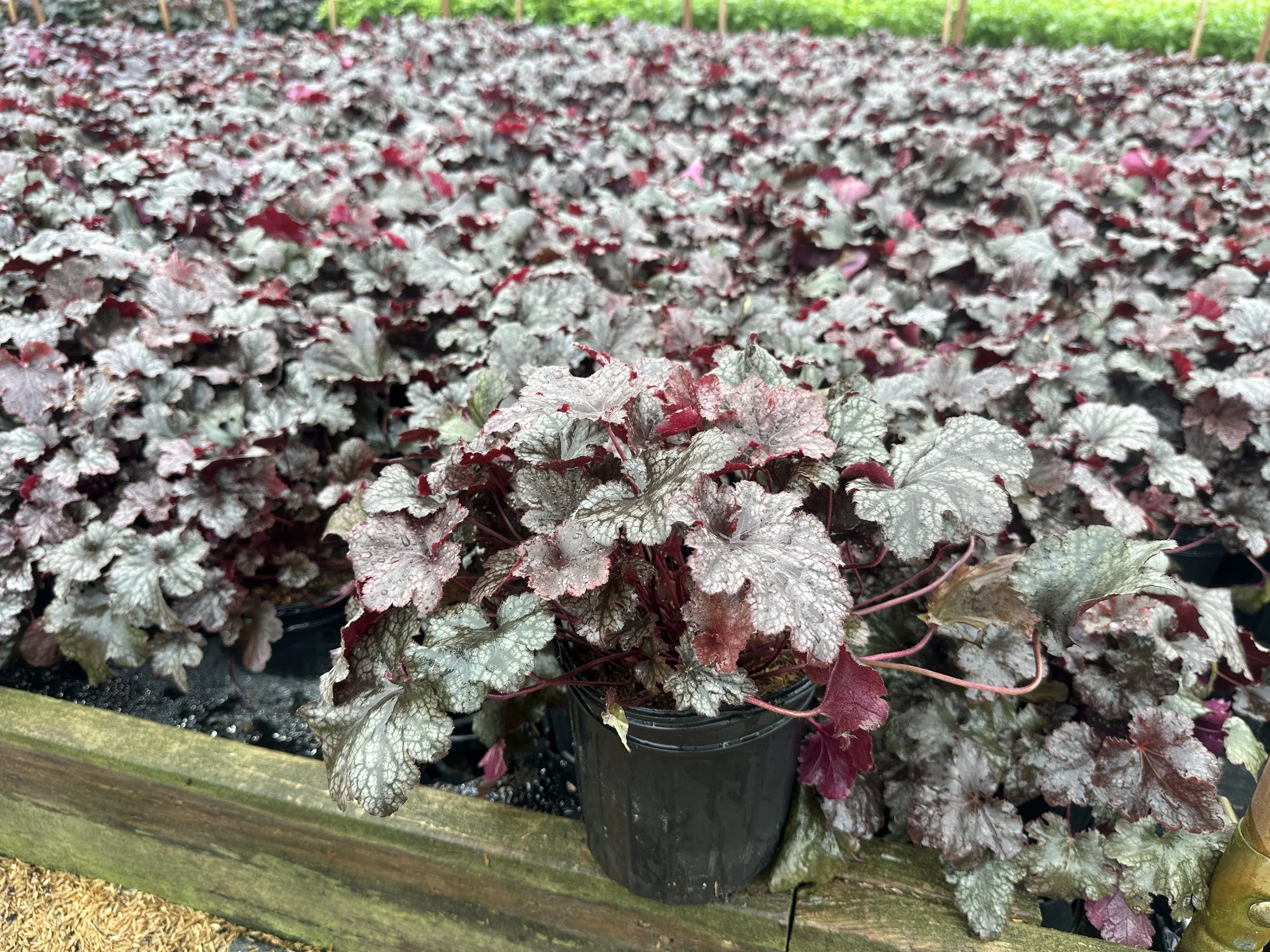 Heuchera 'Plum Pudding'