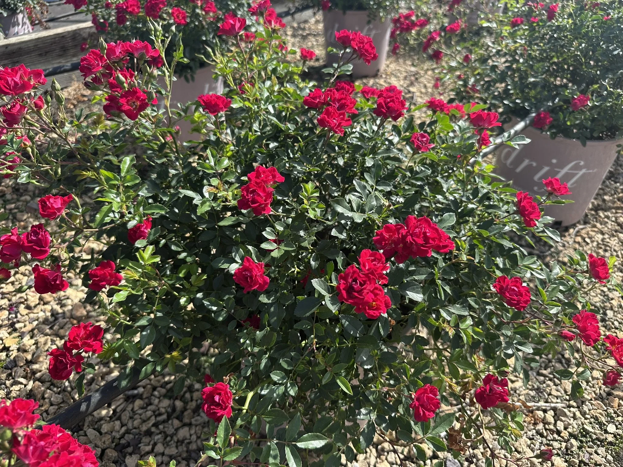 Rosa Red Drift® 'Meigalpio' PP17877