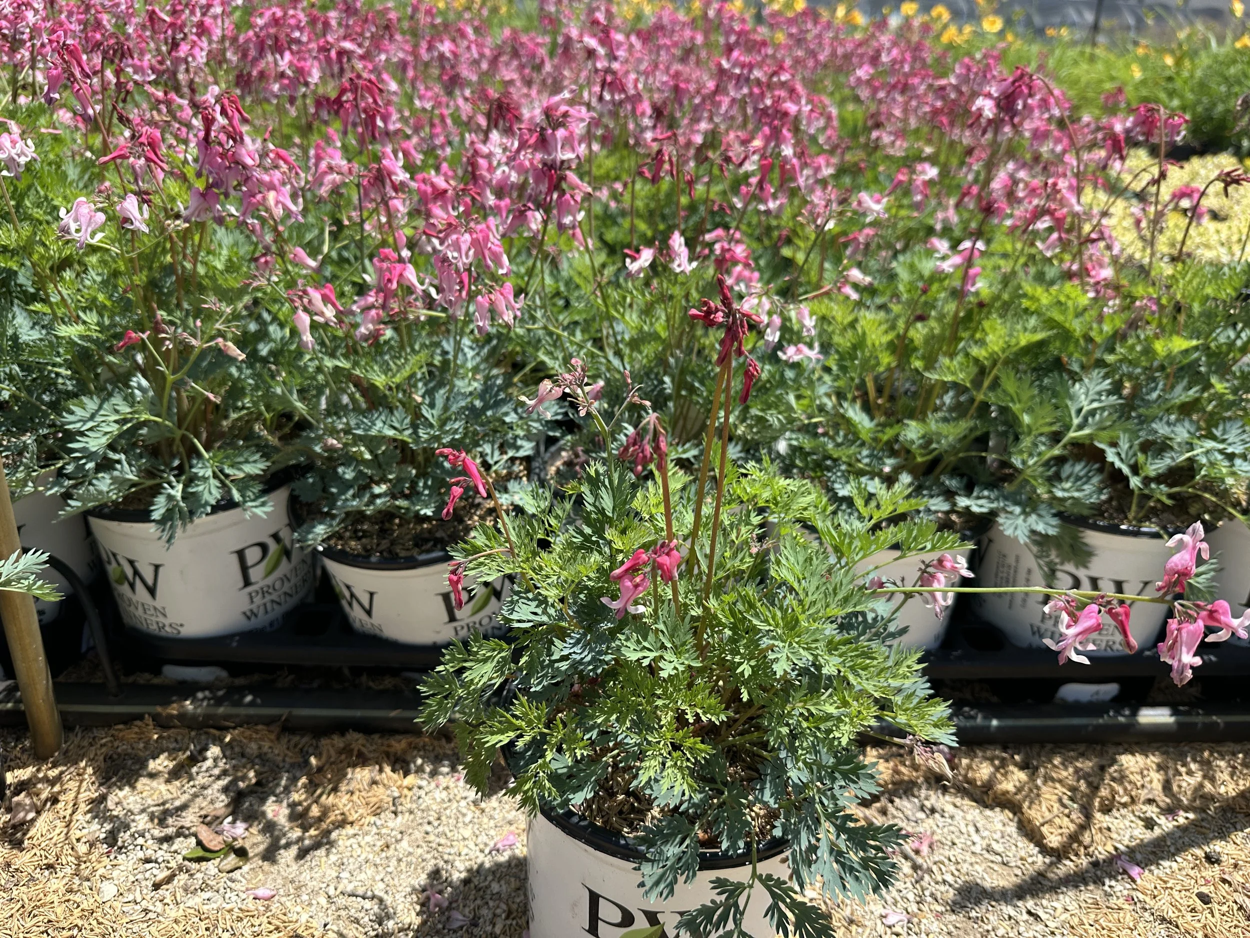 Dicentra 'Pink Diamonds'
