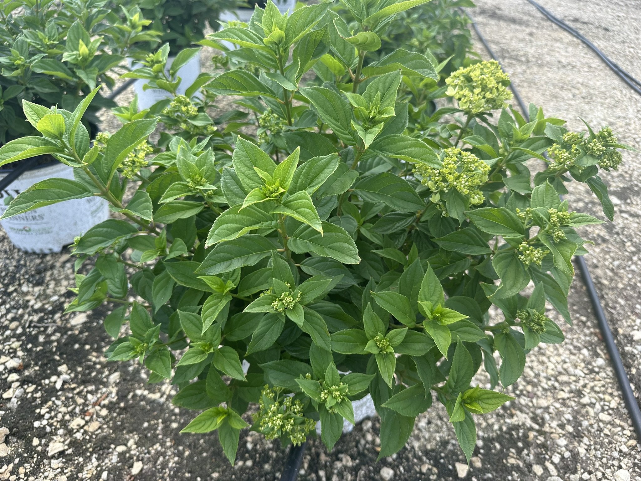Hydrangea paniculata Little Lime® 'Jane' PP22330