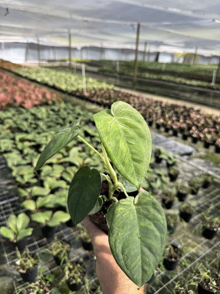 4IN Syngonium Ice Frost.jpg