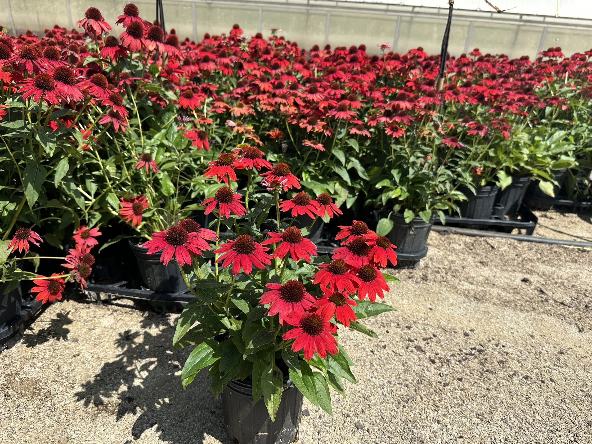 Echinacea Sombrero® Salsa Red 'Balsomsed' PP23105