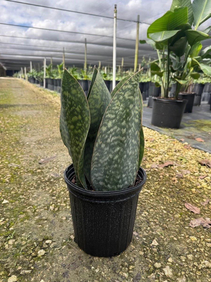 Sansevieria Whale Fin