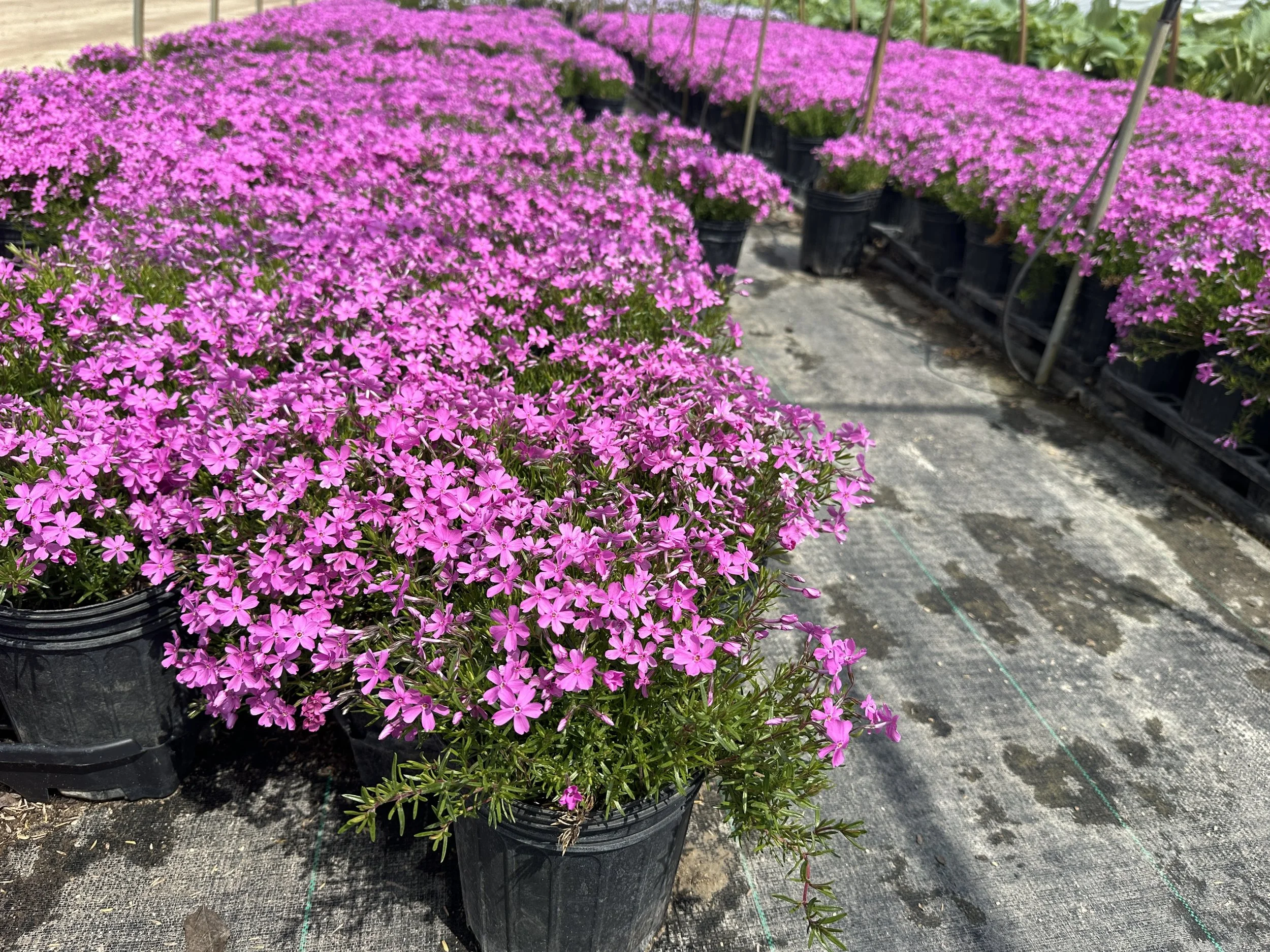 Phlox Emerald Pink.JPG