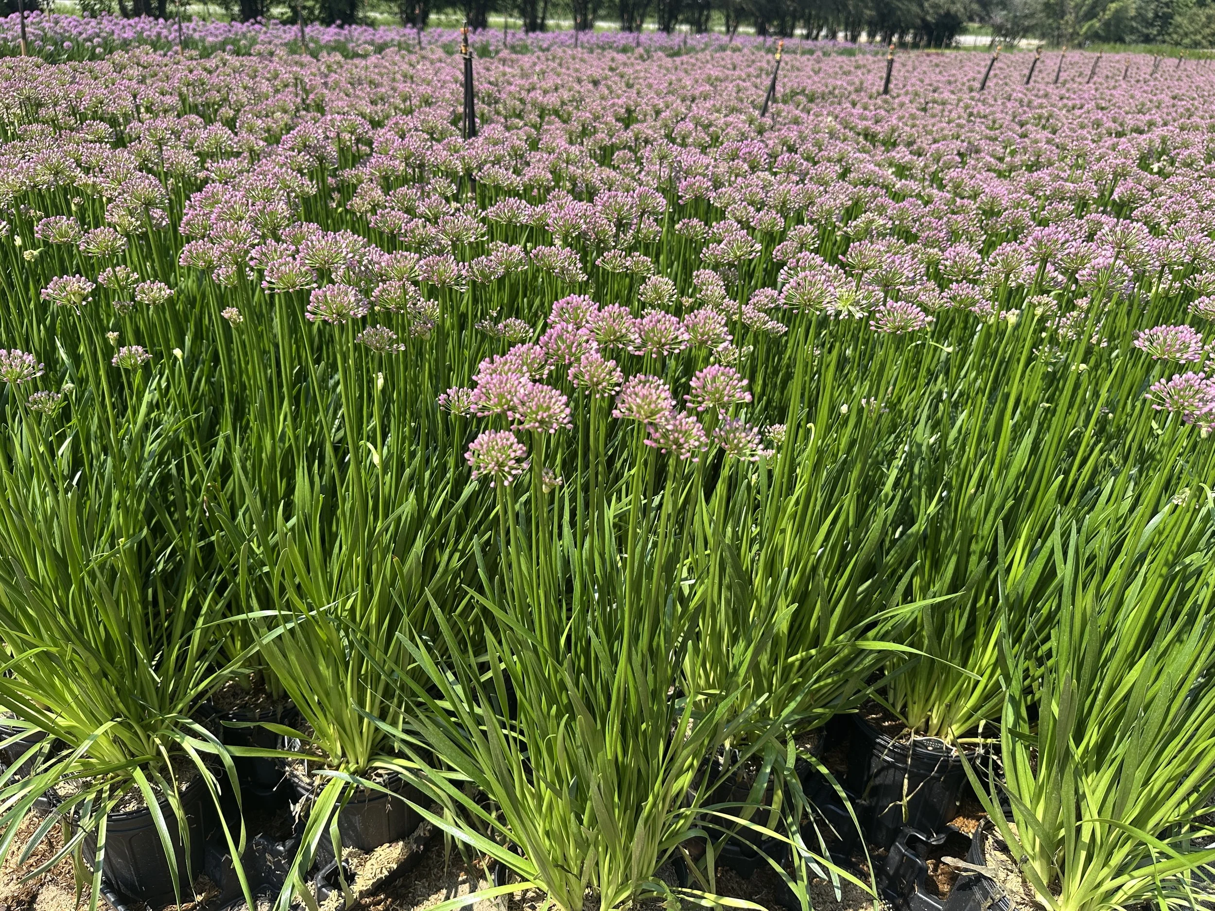 Allium 'Millenium'