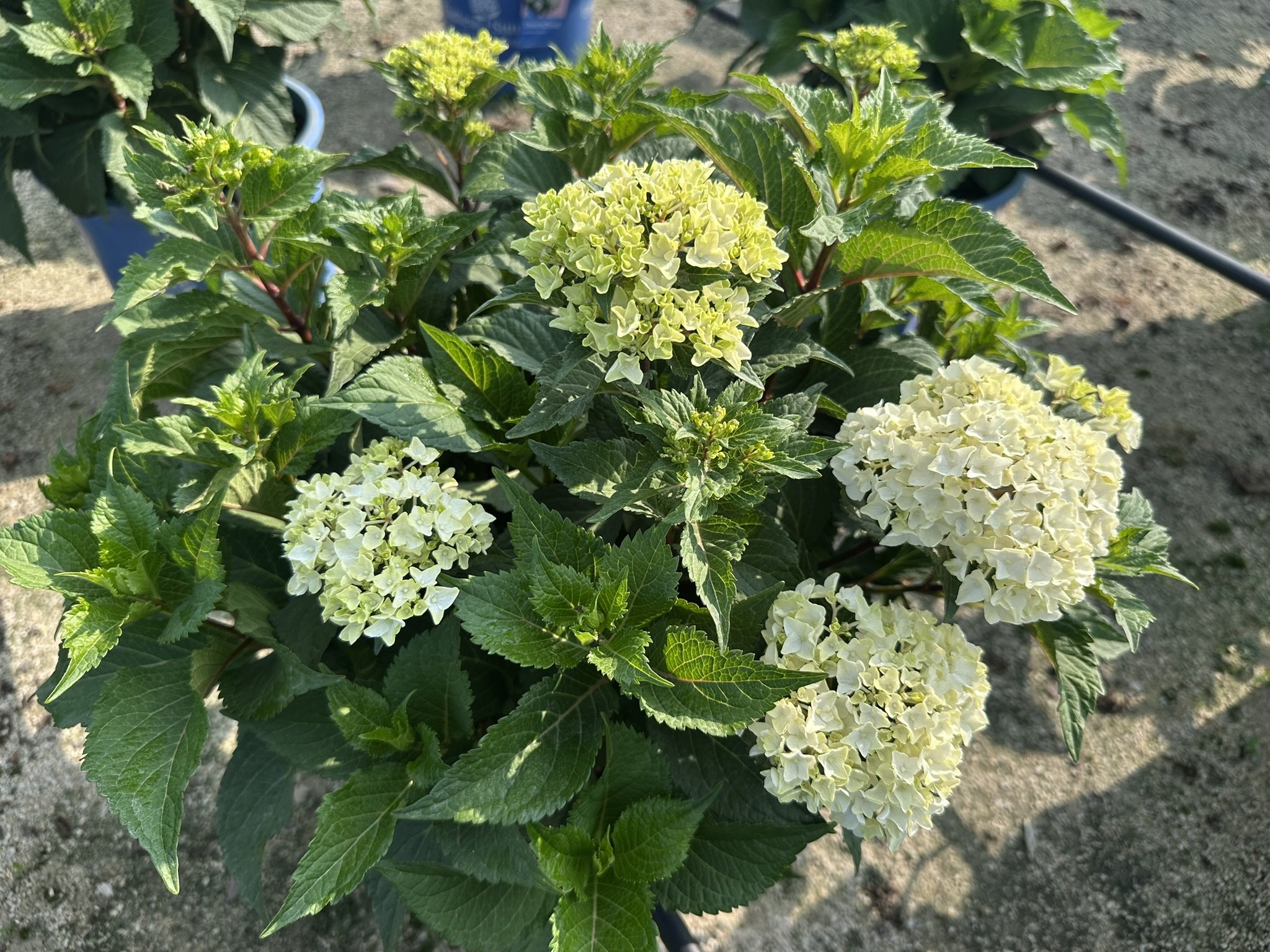 Hydrangea m. Endless Summer® DreamCloud® 'BAILMACEIGHT' PP36306