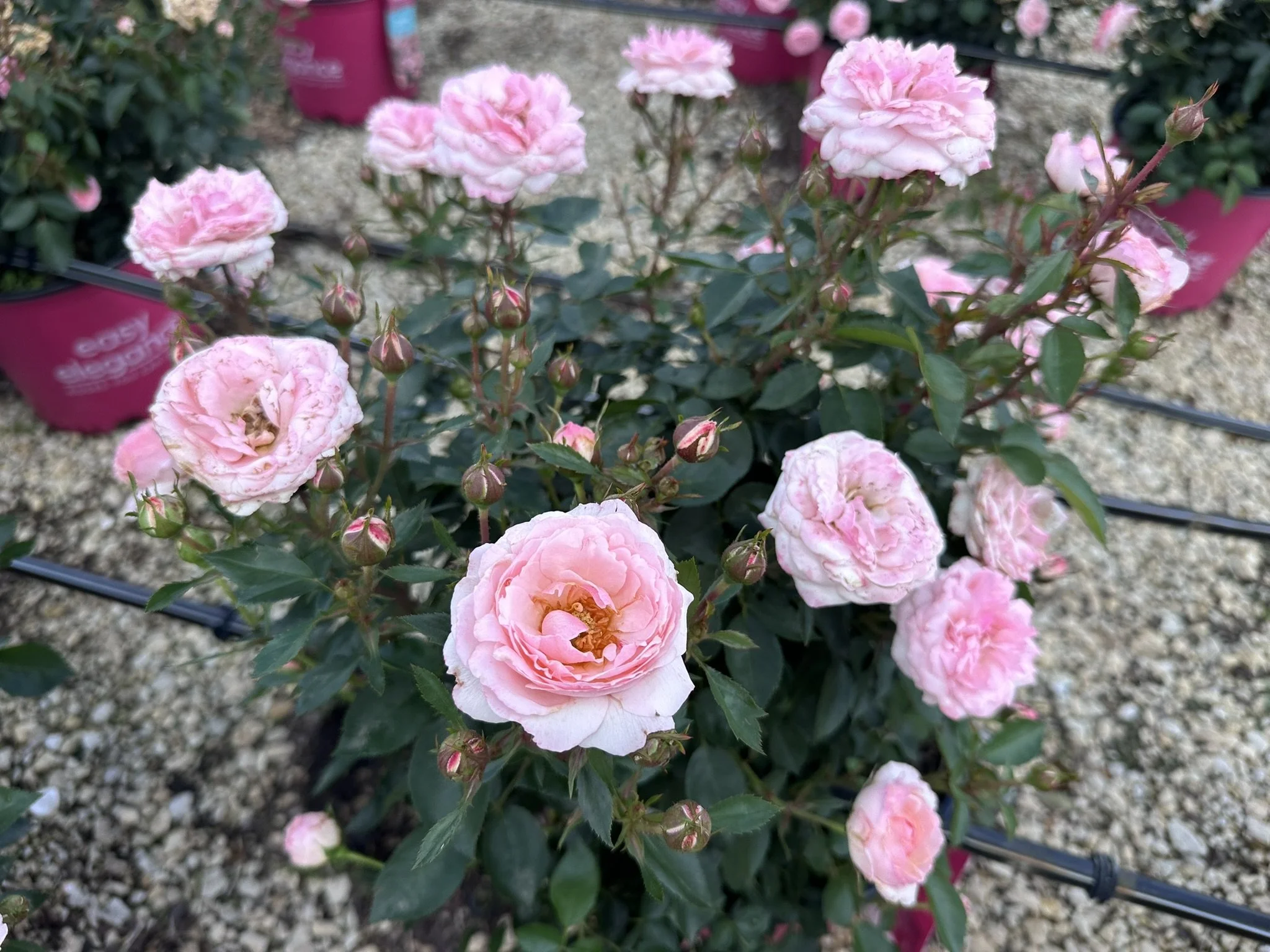 Rose Calypso.JPEG