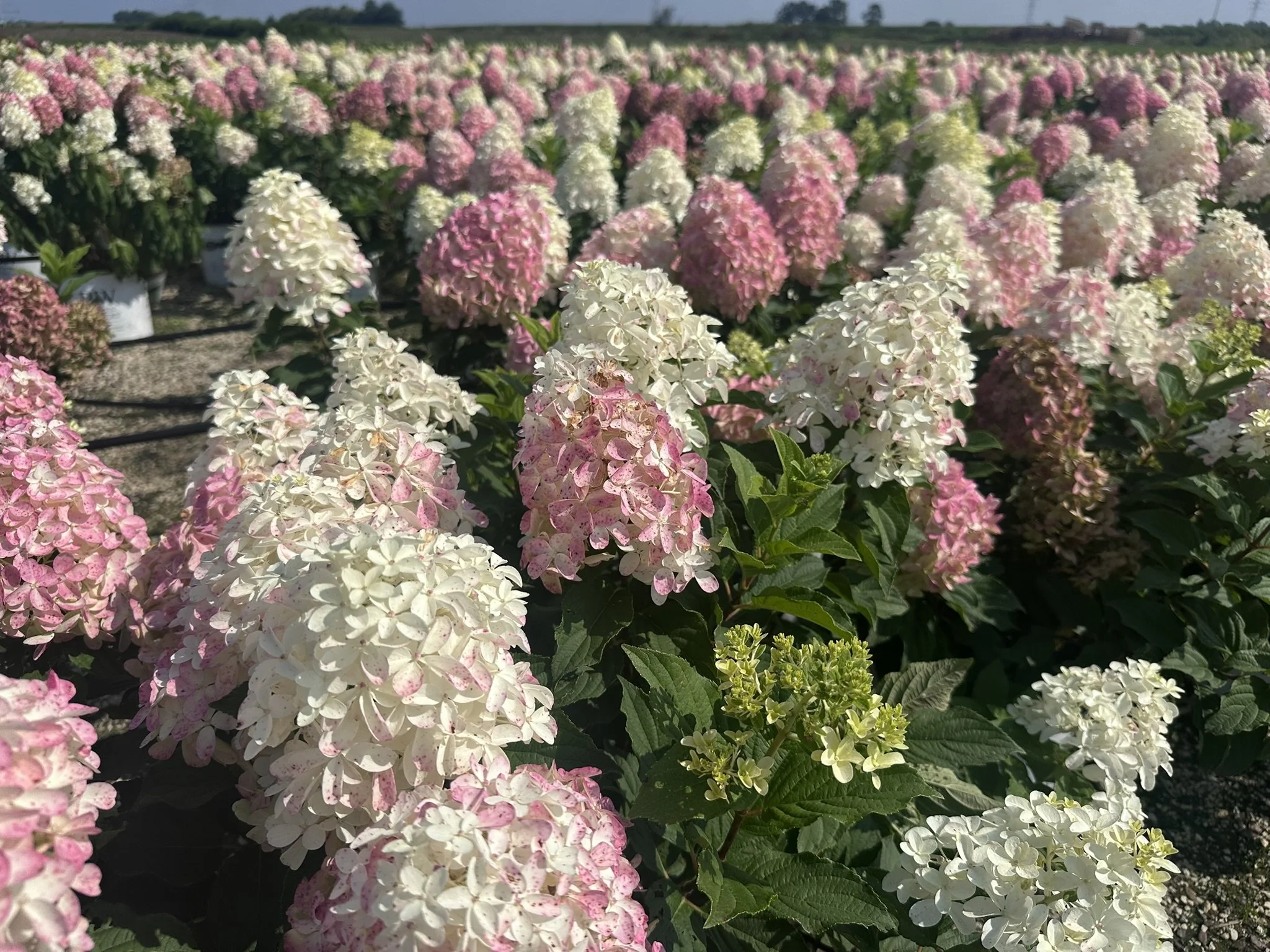 Hydrangea paniculata Quick Fire Fab® 'SMNHPM' PP32513
