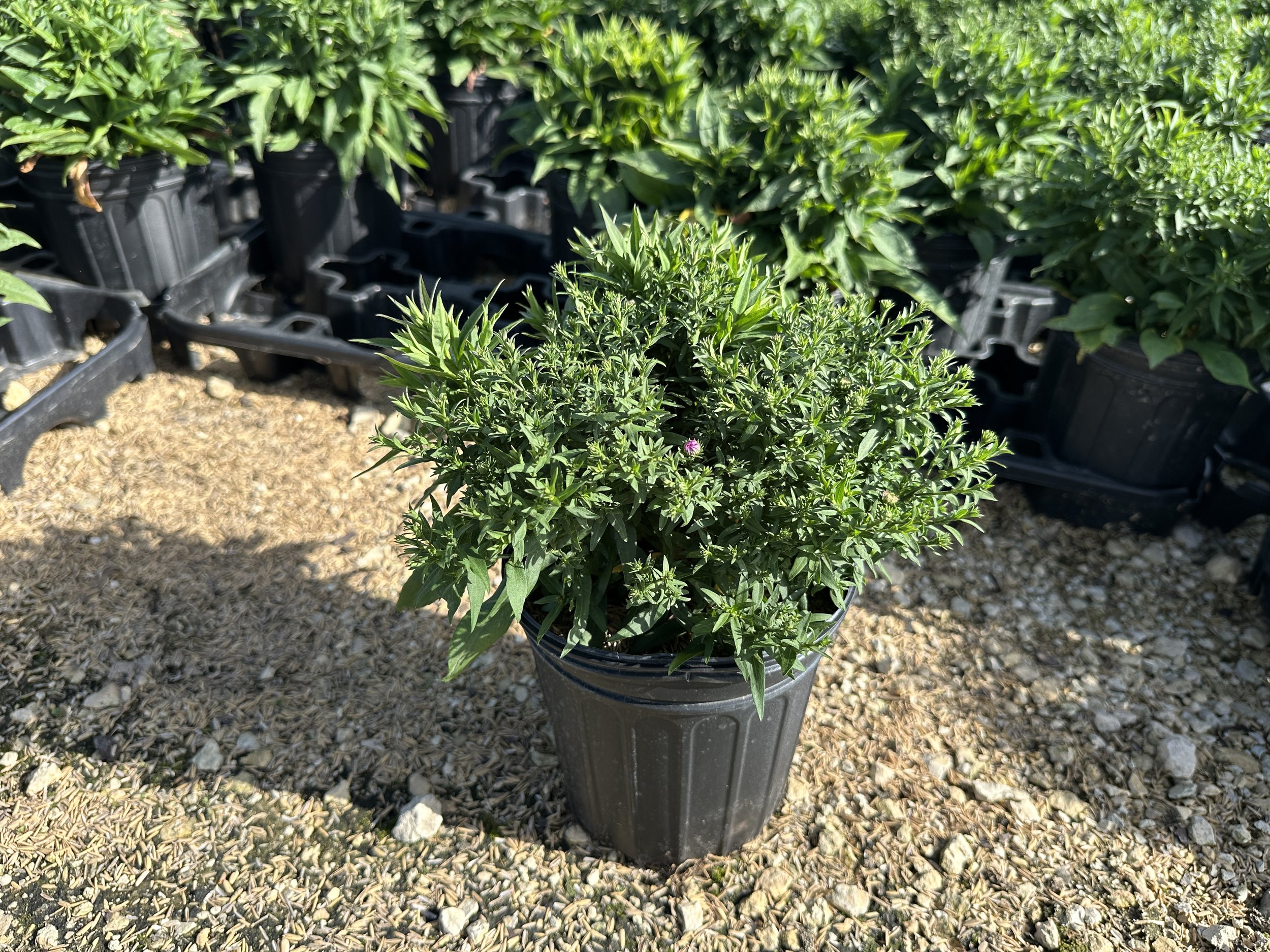 Aster 'Wood's Purple'