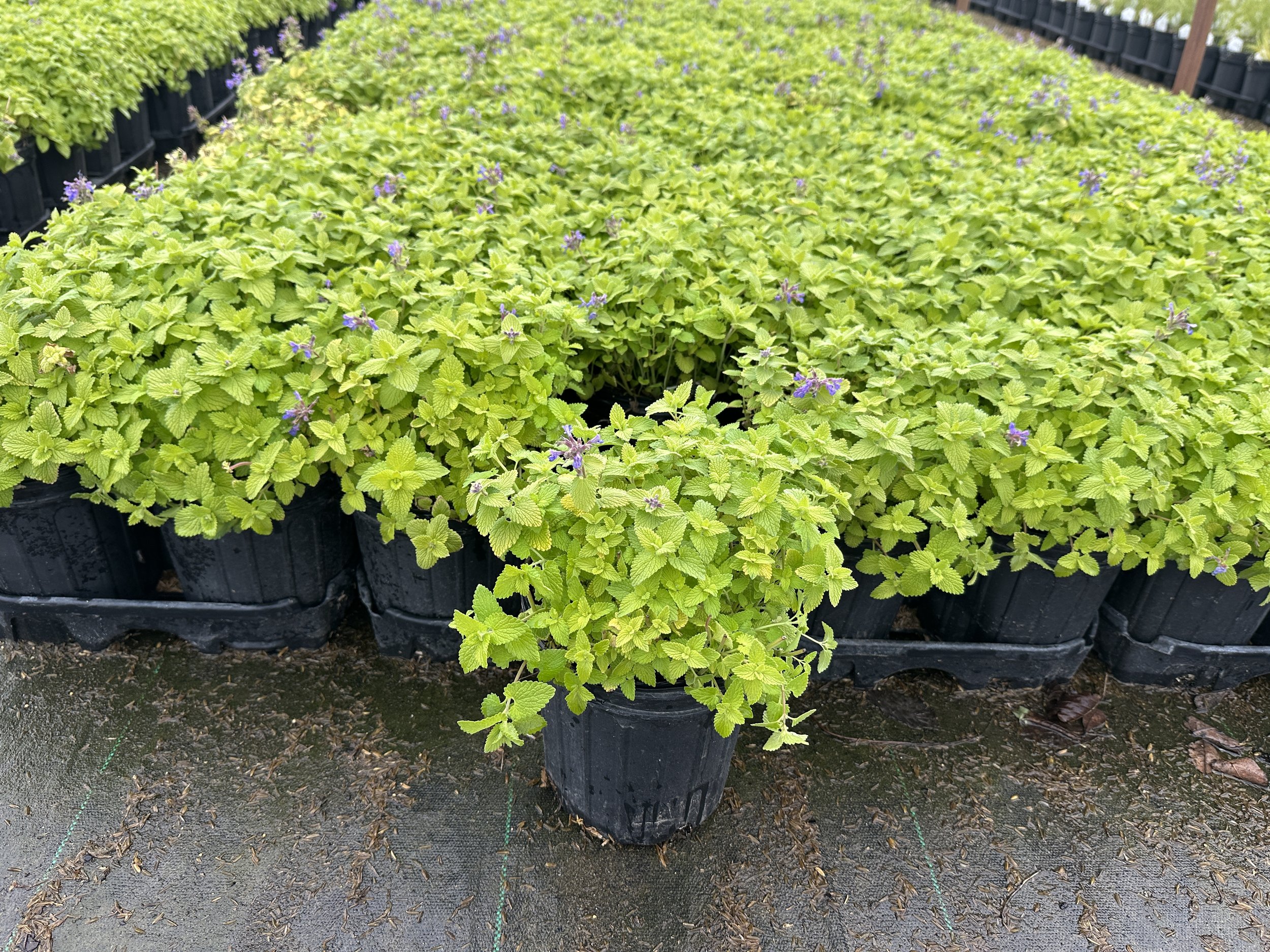 Nepeta 'Chartreuse on the Loose' PP35867