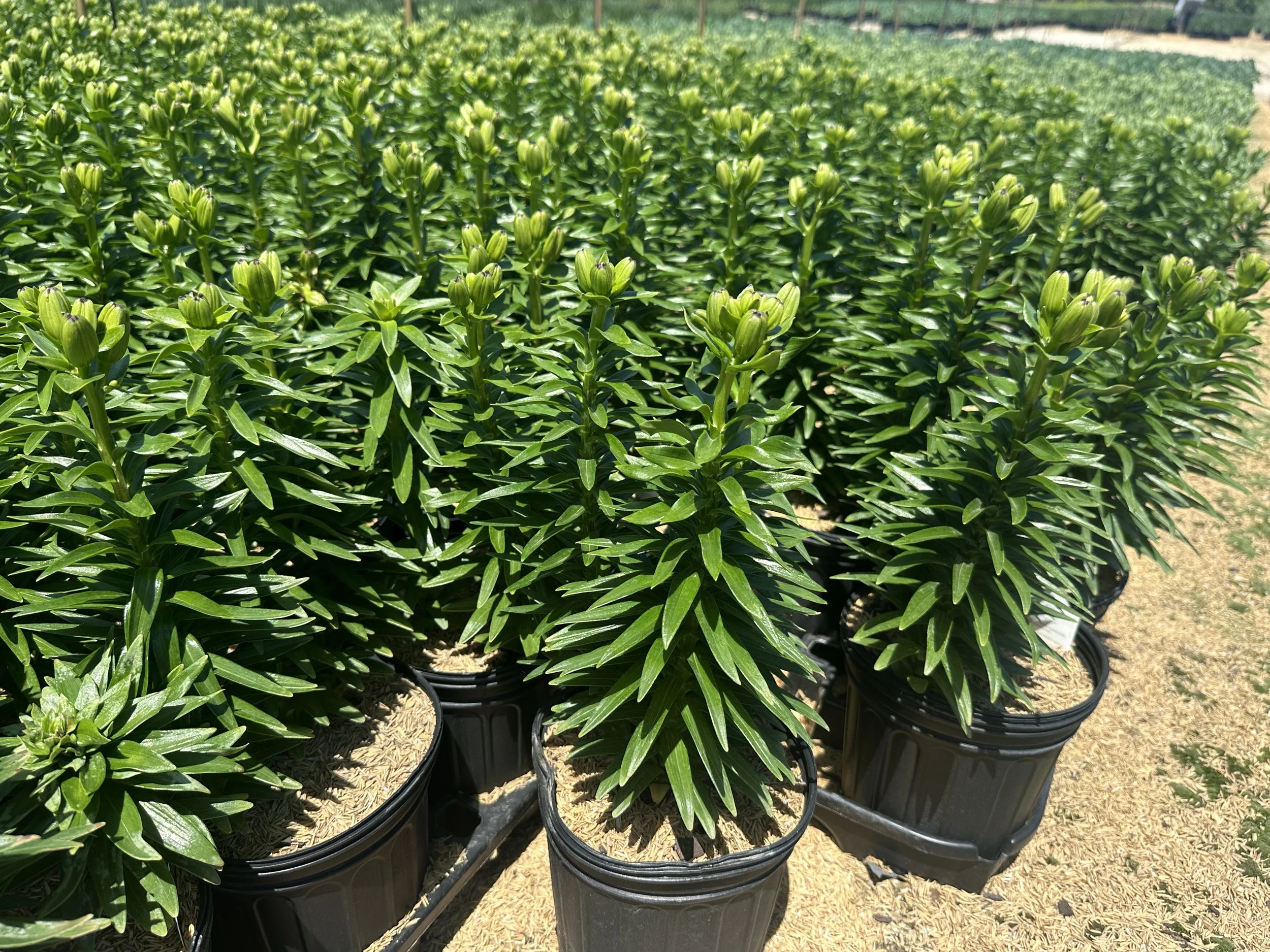 Lilium 'Tiny Massive' (Black/Yellow)
