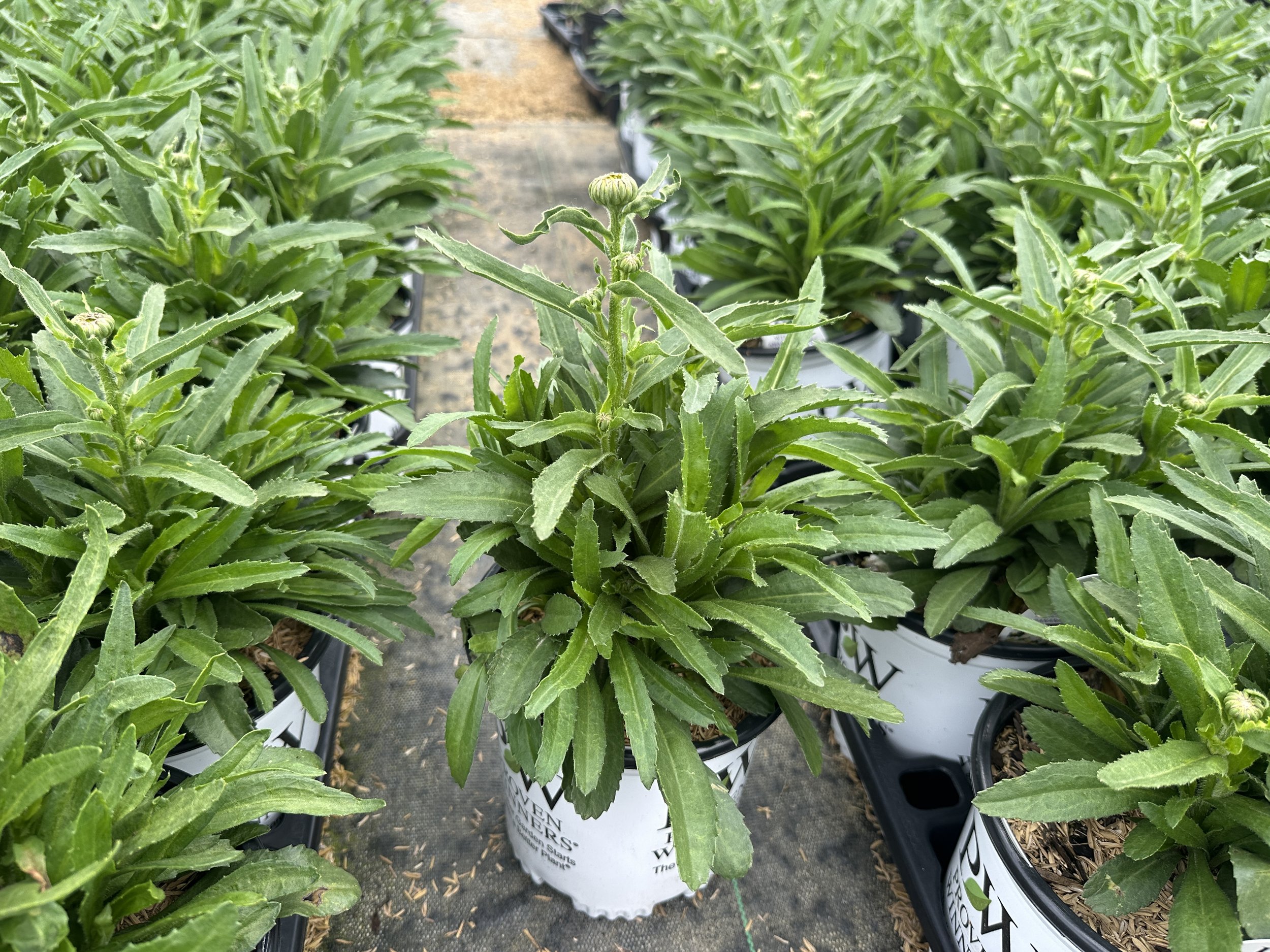 Leucanthemum Banana Cream II.JPG