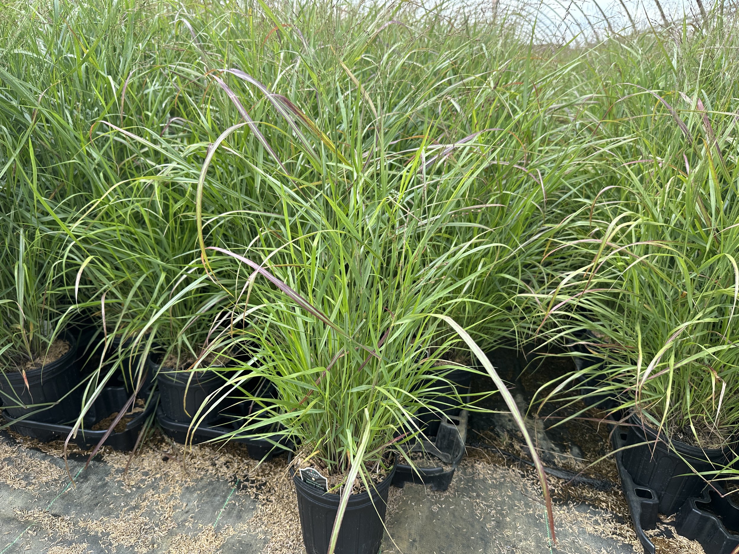 Panicum virgatum 'Shenandoah'