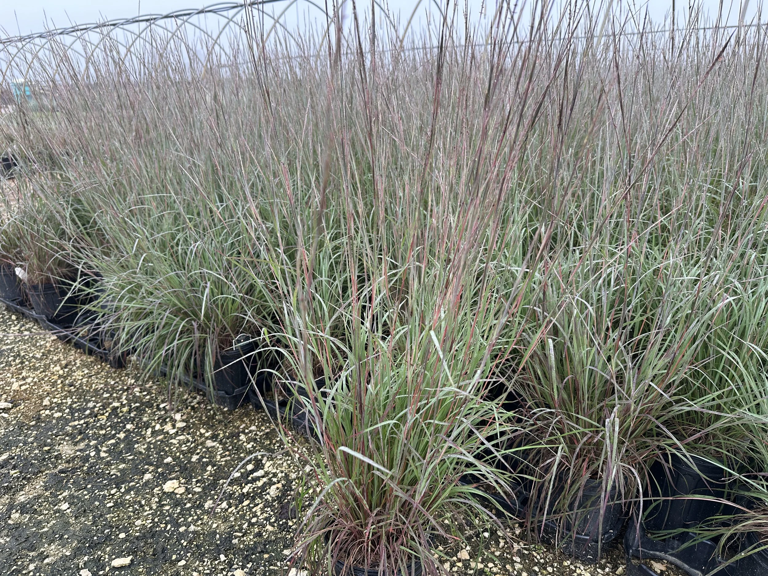 Schizachyrium scoparium 'Little Red Fox' PP36738