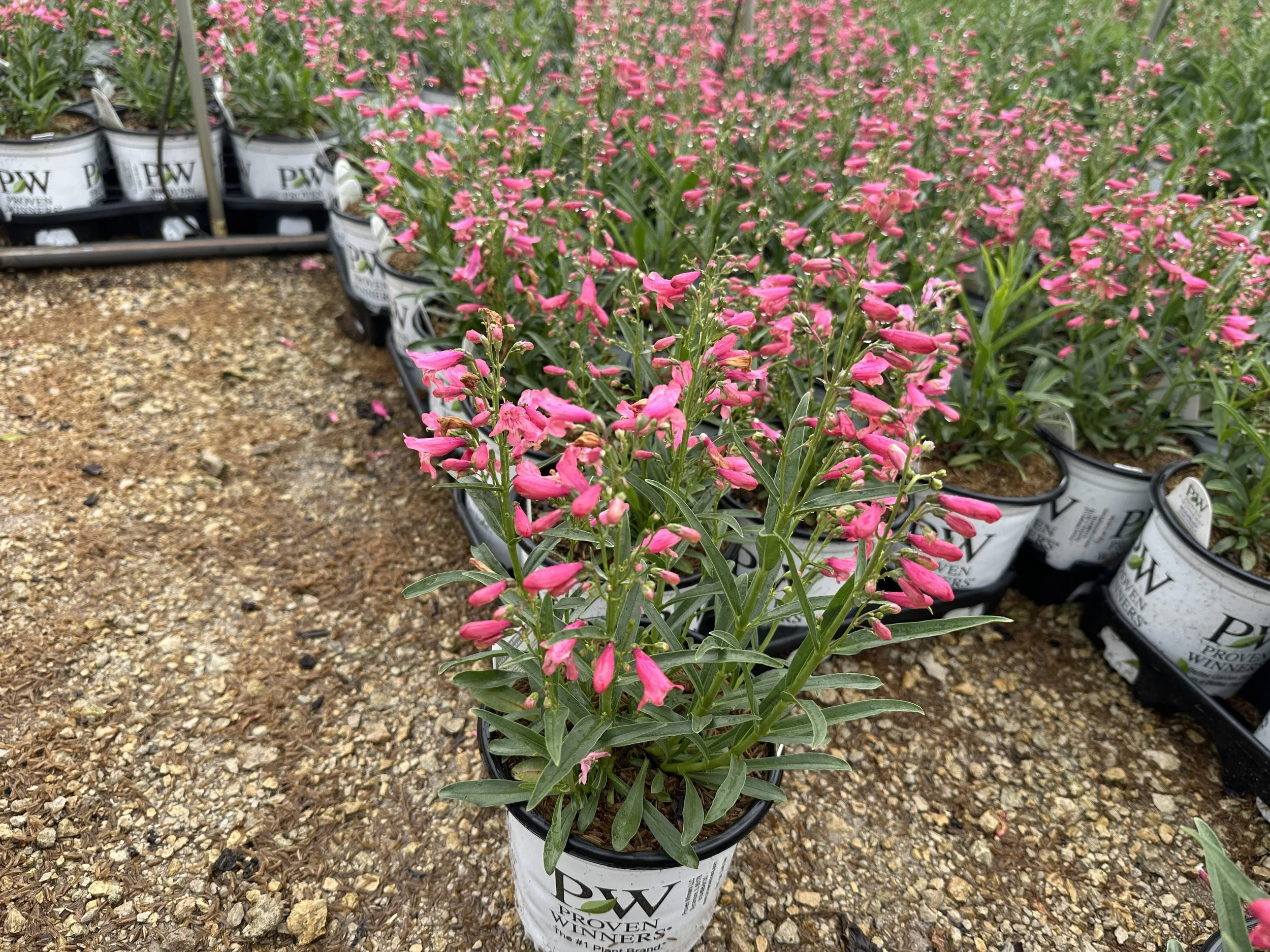 Penstemon Pink Pearls.JPG