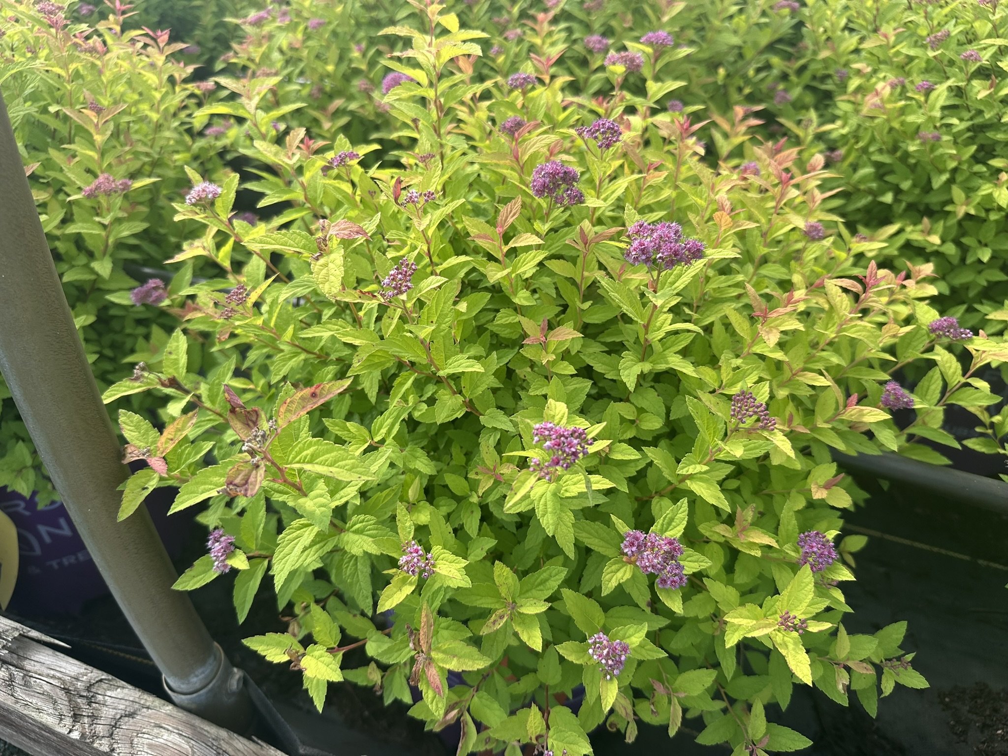 Spiraea japonica Little Spark® 'Minspil04' PP30819