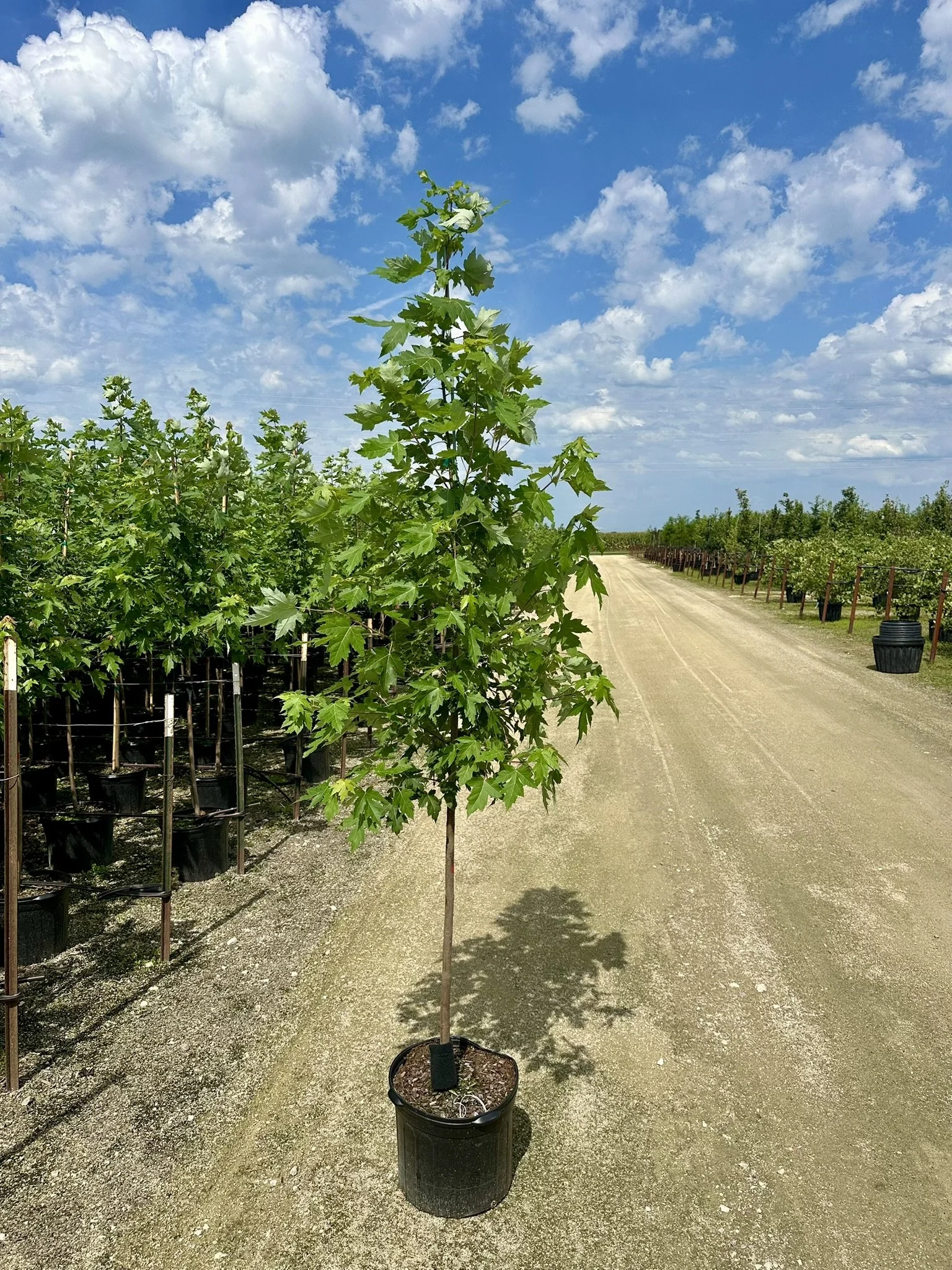 Acer x freemanii Autumn Blaze® 'Jeffersred'