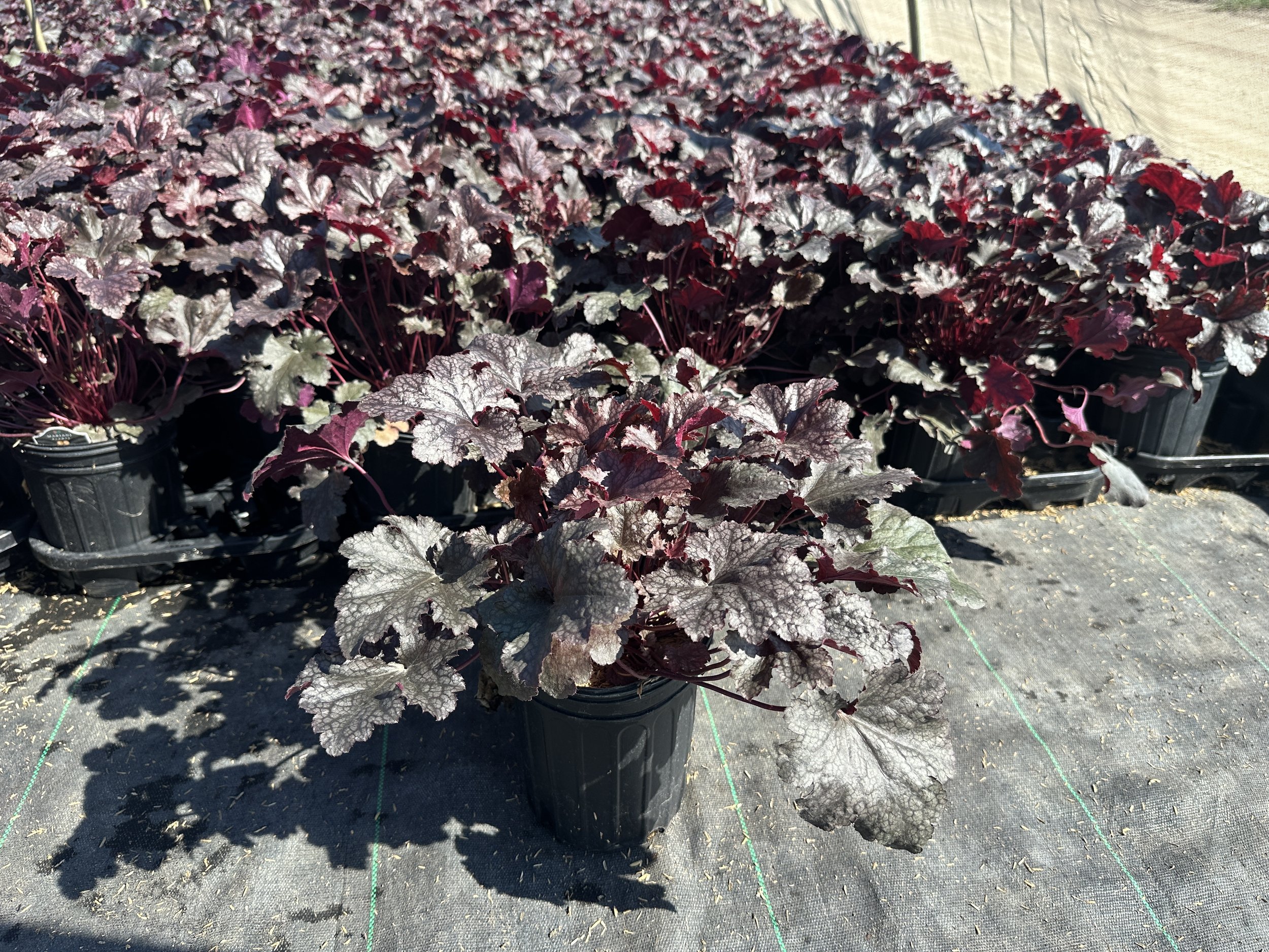 Heuchera 'Plum Pudding'