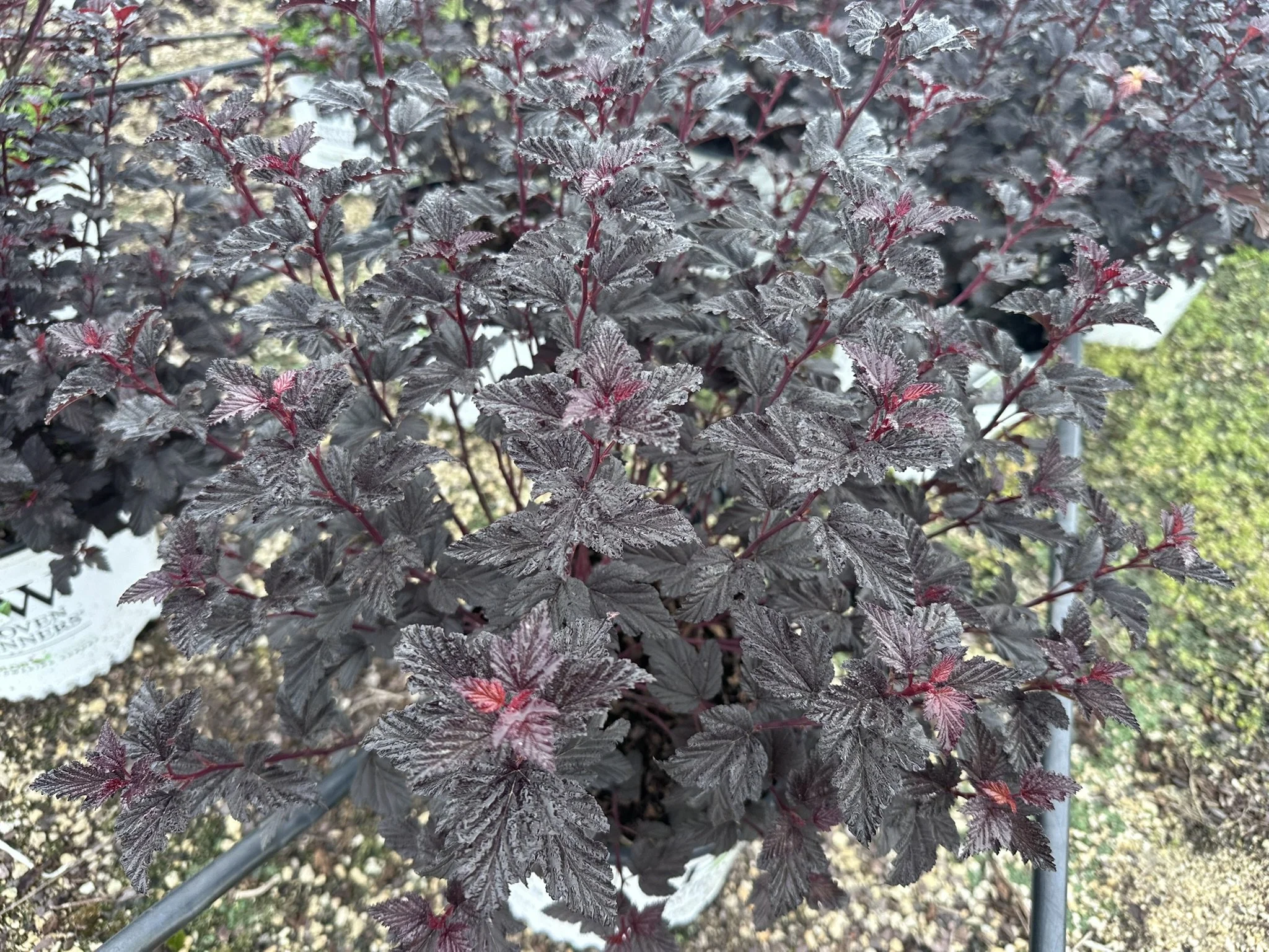 Physocarpus op. Summer Wine® Black 'SMNPMS' PP30232