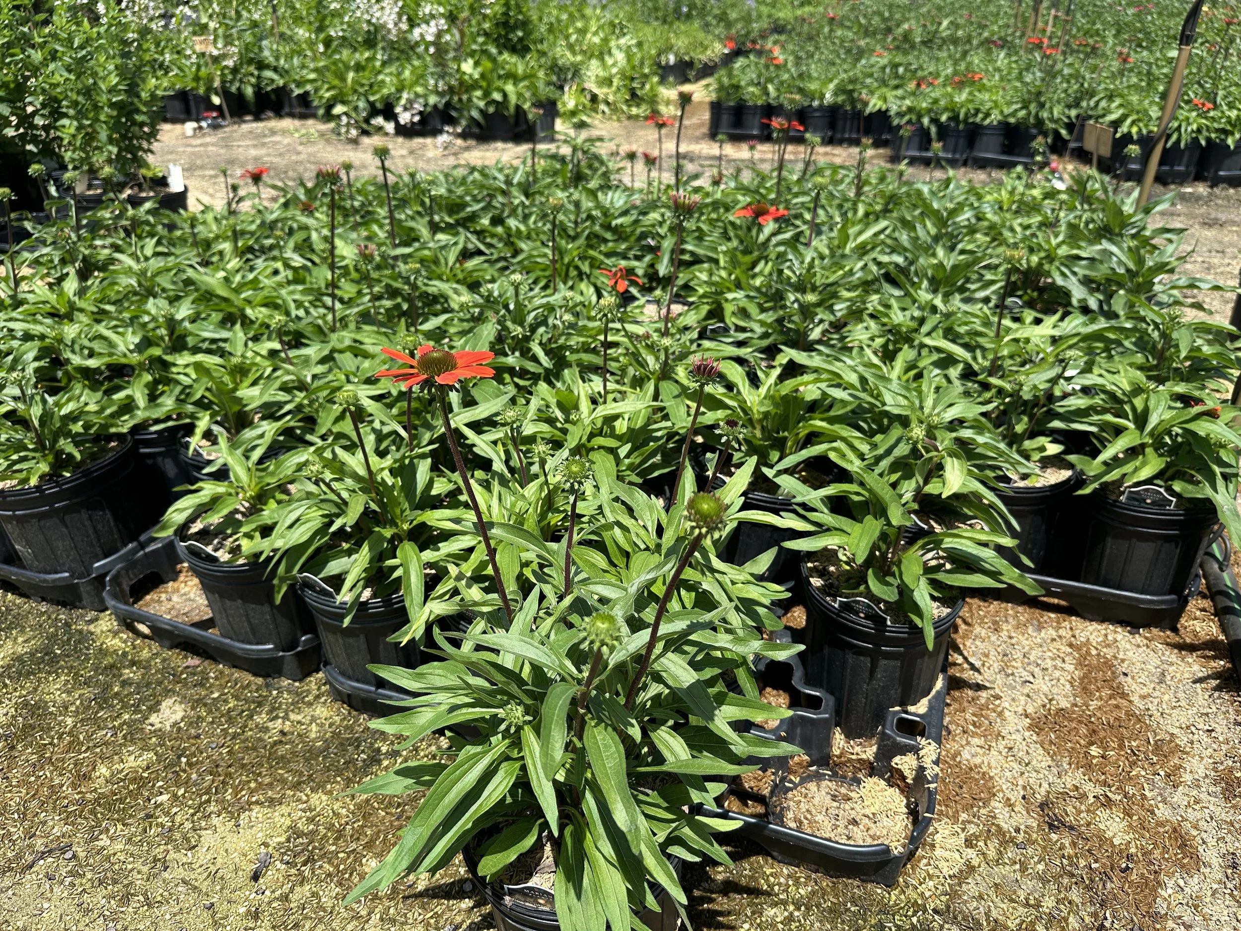 Echinacea Kismet® Intense Orange 'TNECHKIO' PP28769