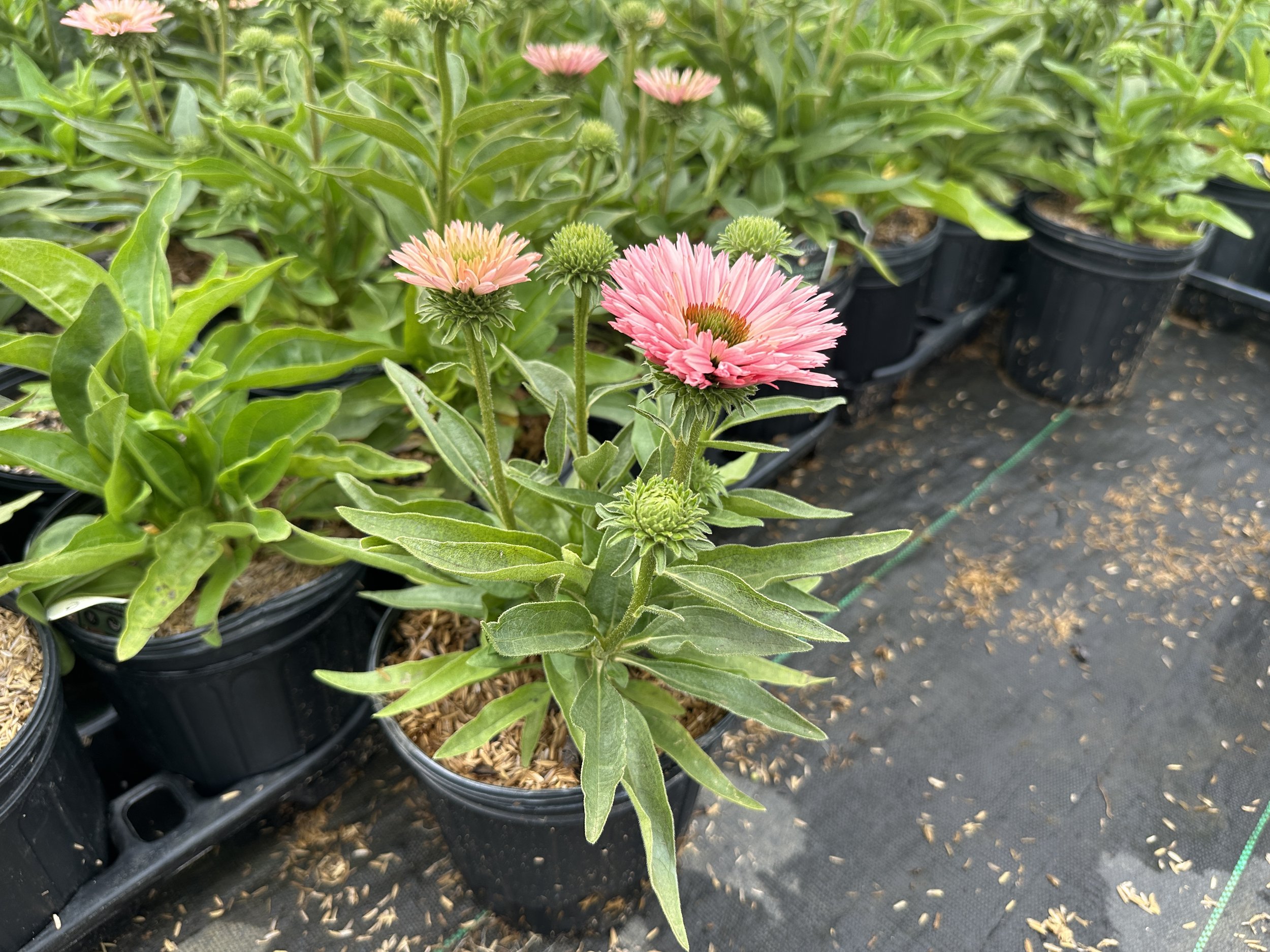 Echinacea Sunseekers® Salmon PP32486