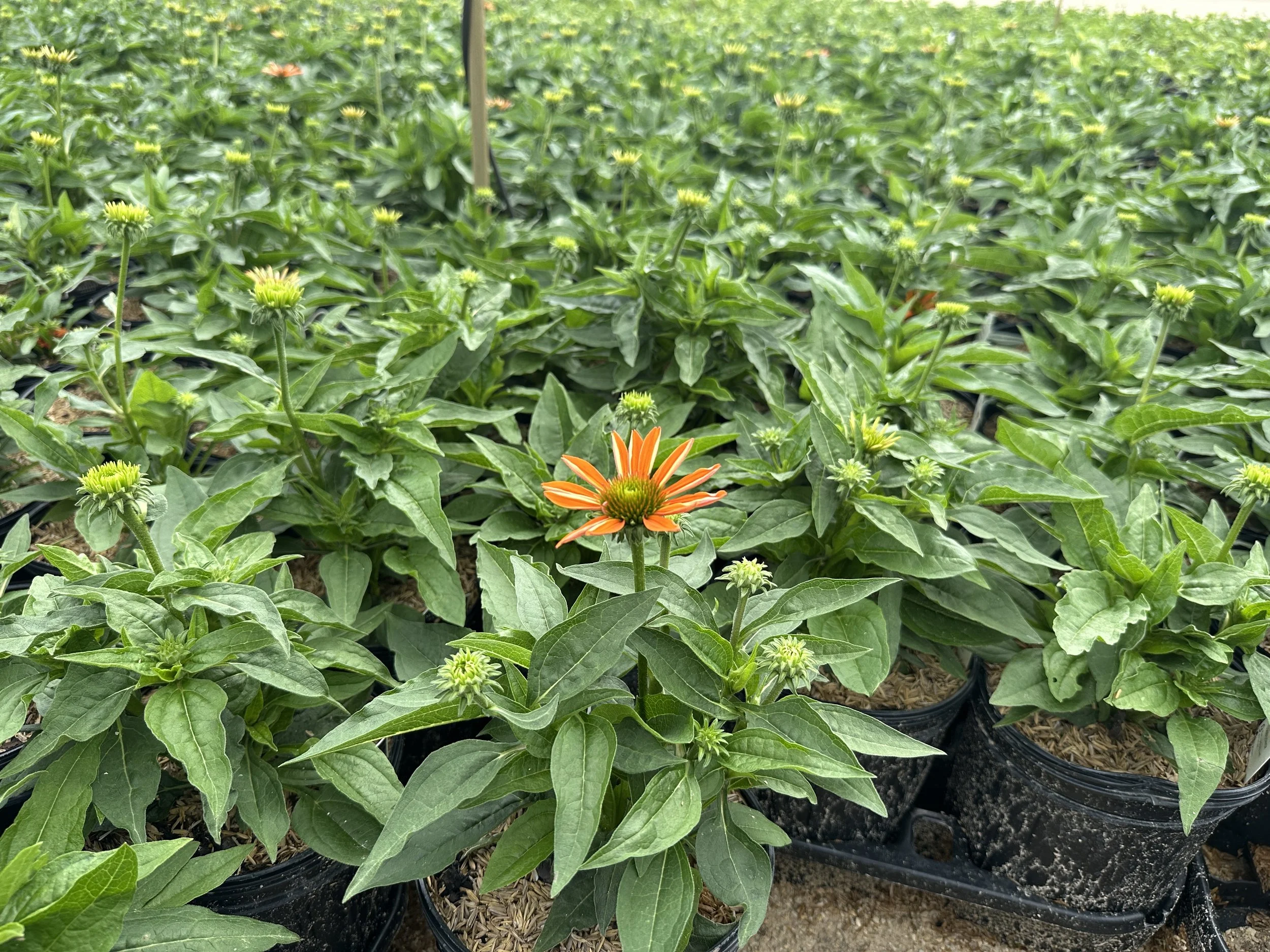 Echinacea Sombrero Adobe Orange.JPG