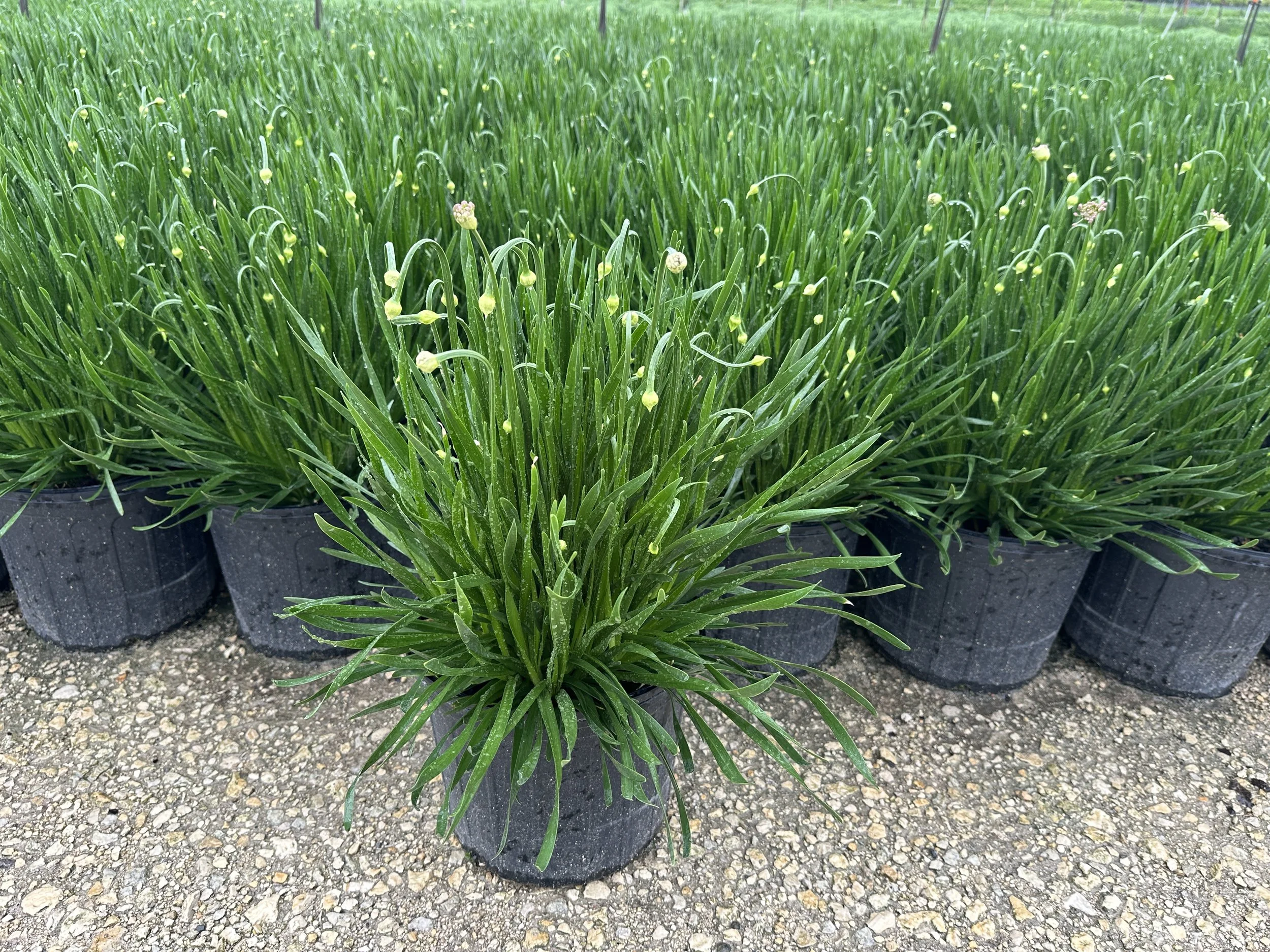 Allium 'Millenium'