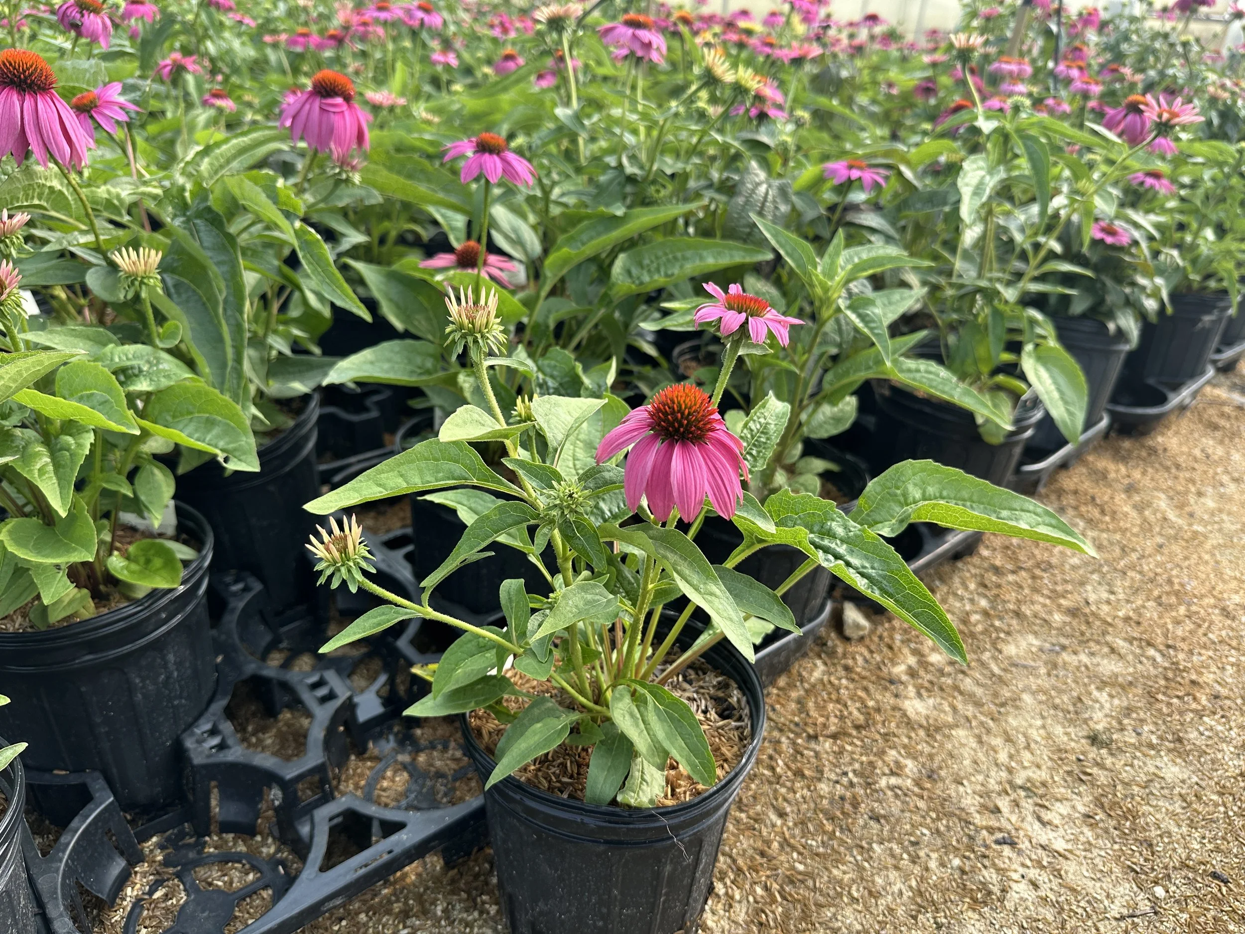 Echinacea purpurea 'PowWow Wild Berry'