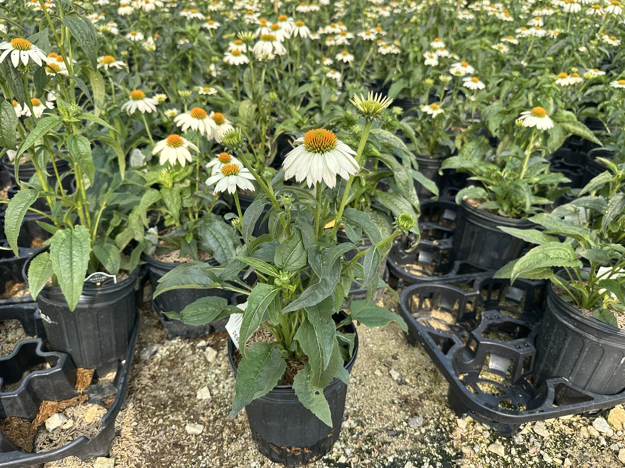 Echinacea purpurea 'PowWow White'