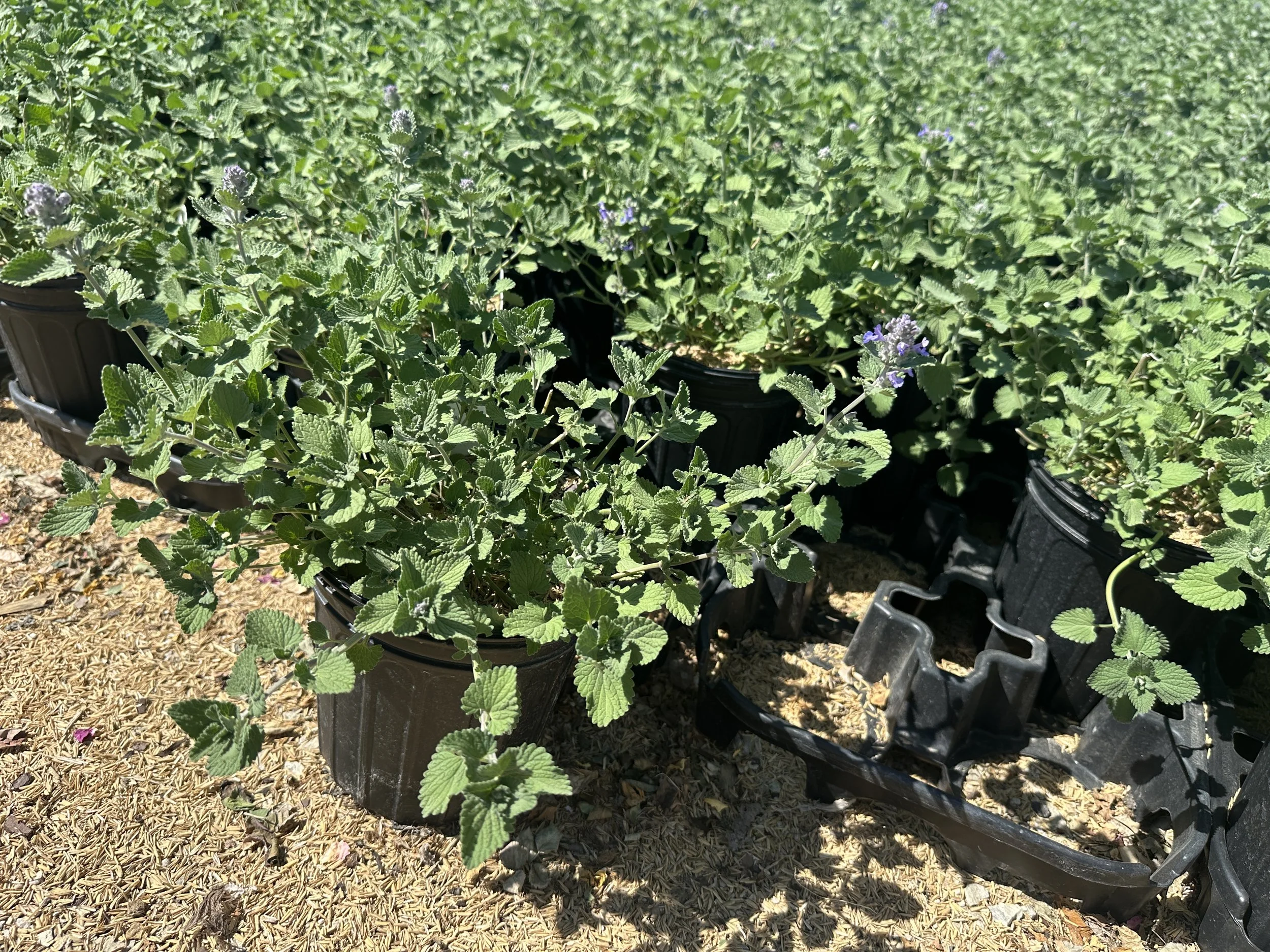 Nepeta 'Early Bird'