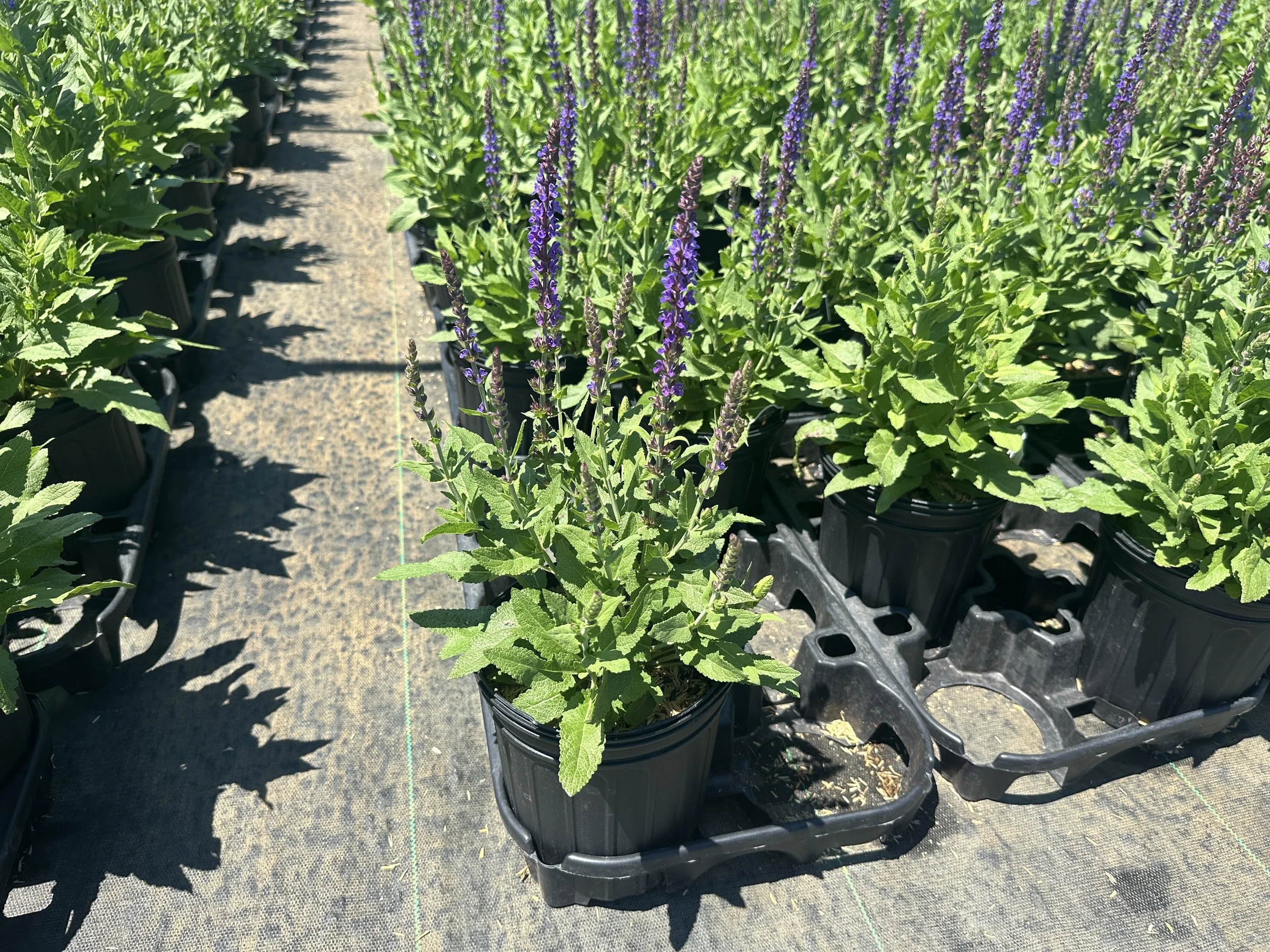 Salvia nemorosa 'East Friesland' ('Ostfriesland')