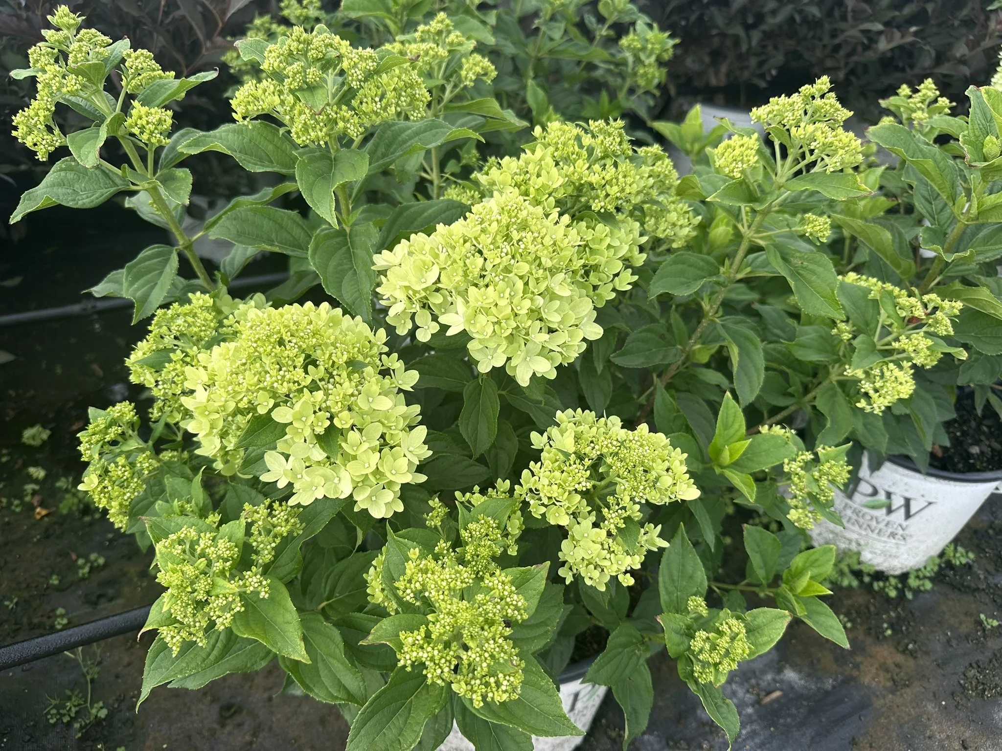 Hydrangea paniculata Little Lime® 'Jane' PP22330