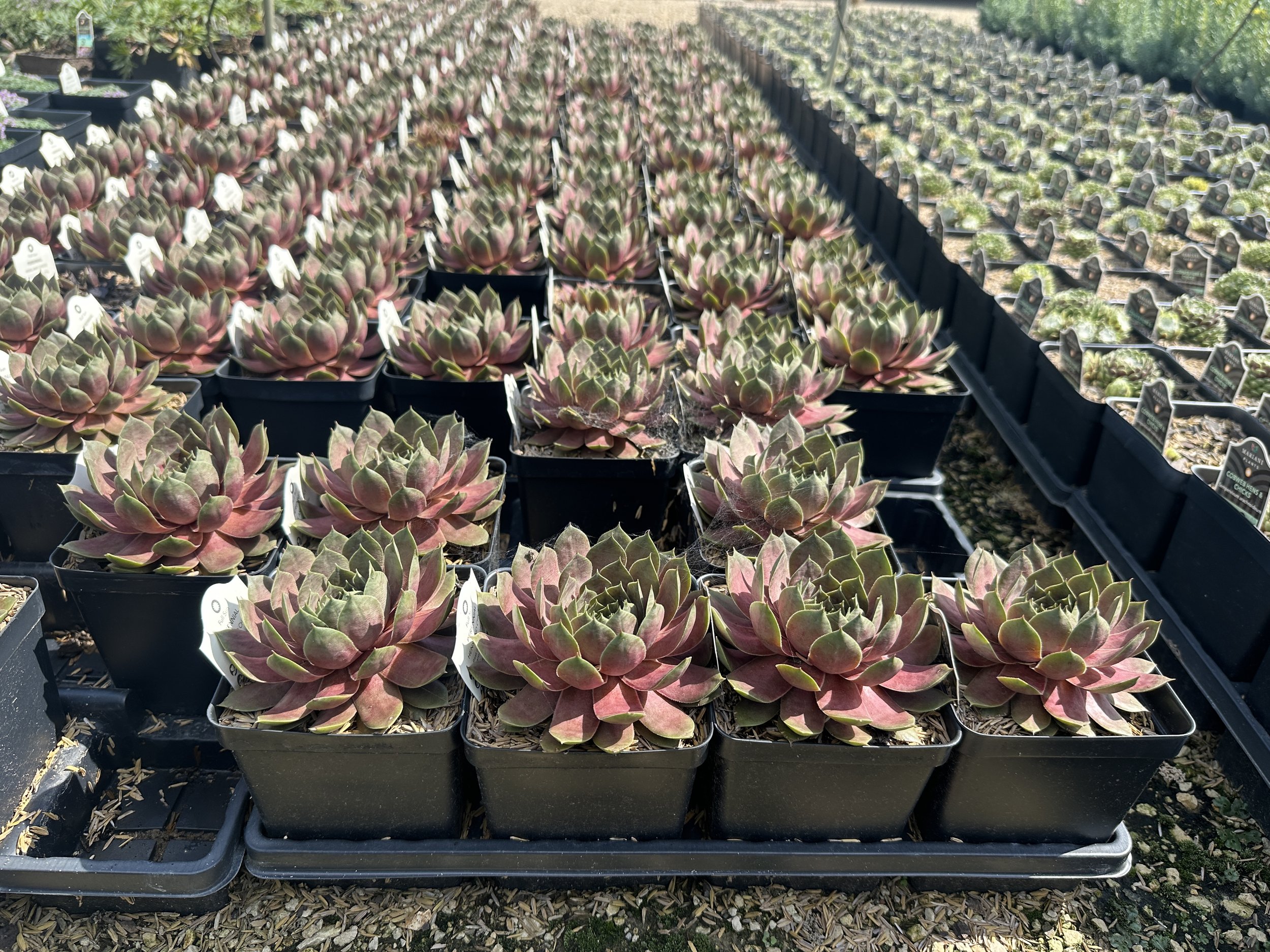 Sempervivum Supersemps® 'Ruby' PP33074