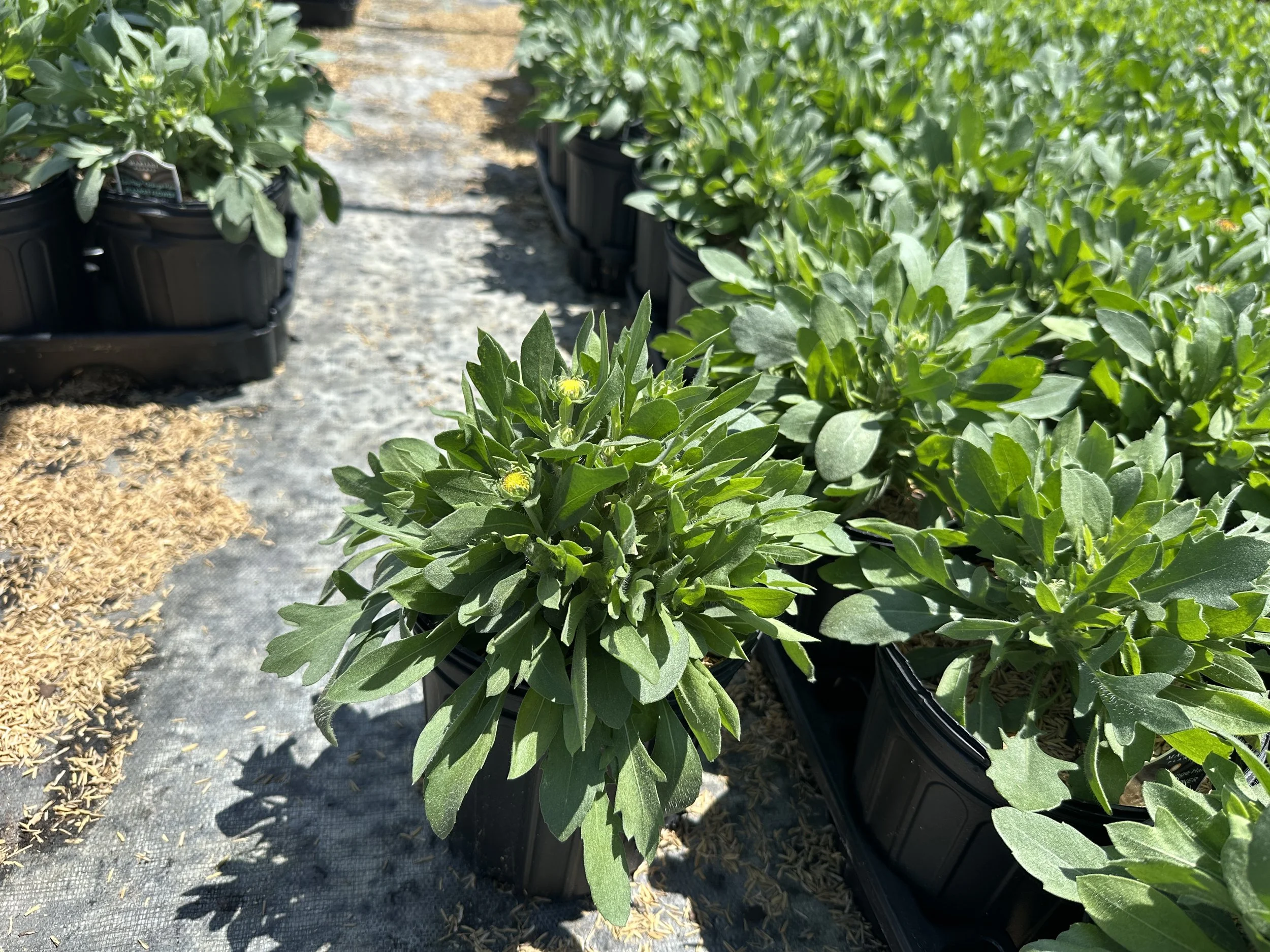 Gaillardia aristata Spintop® Mango PP35273