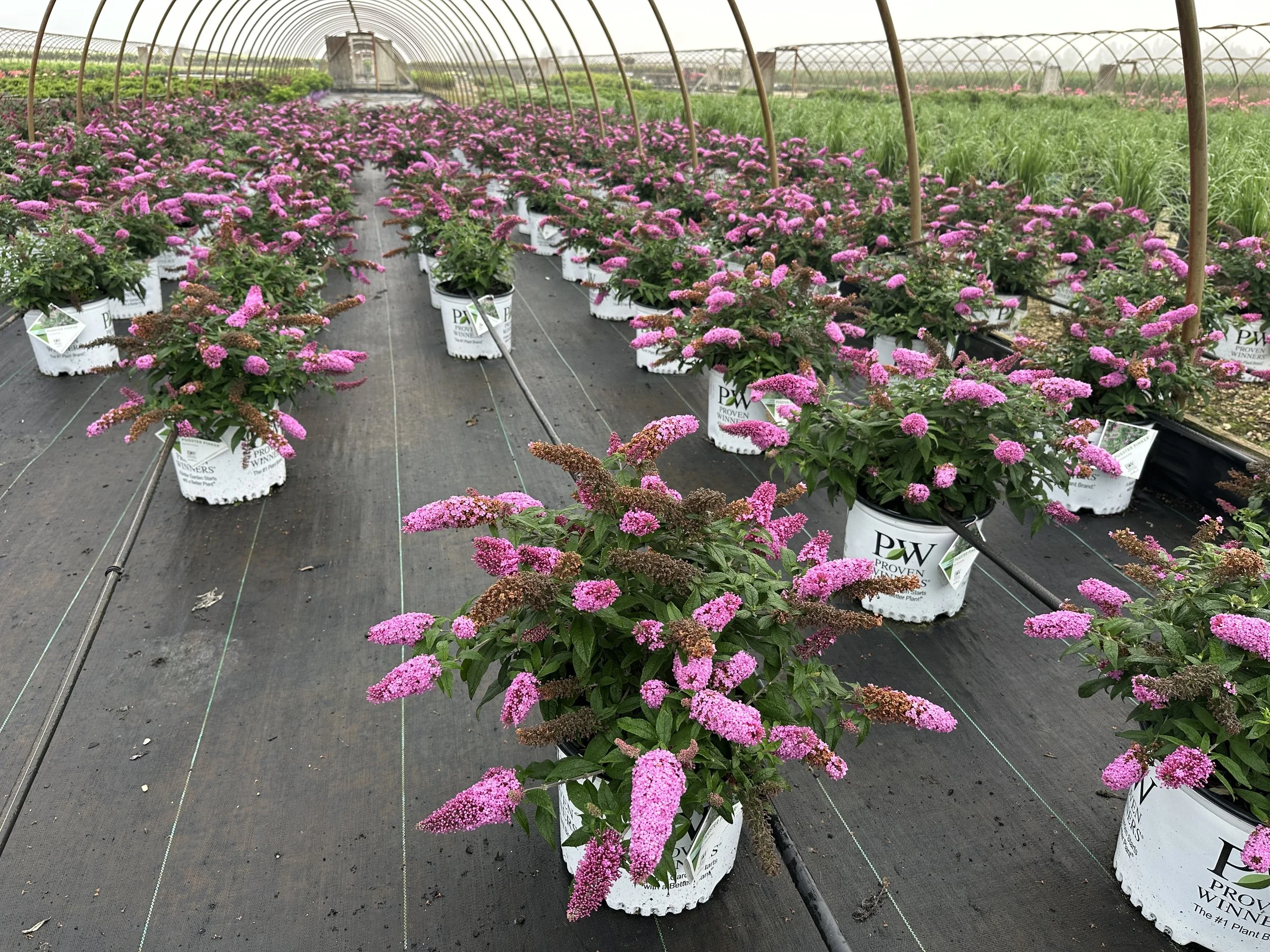 Buddleia Pugster Pinker® 'SMNBDB' PP33565