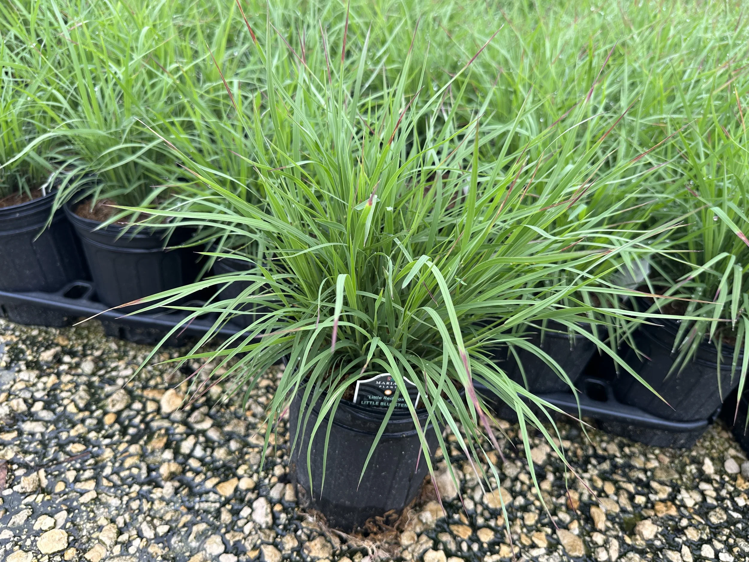 Schizachyrium scoparium 'Little Red Fox' PP36738