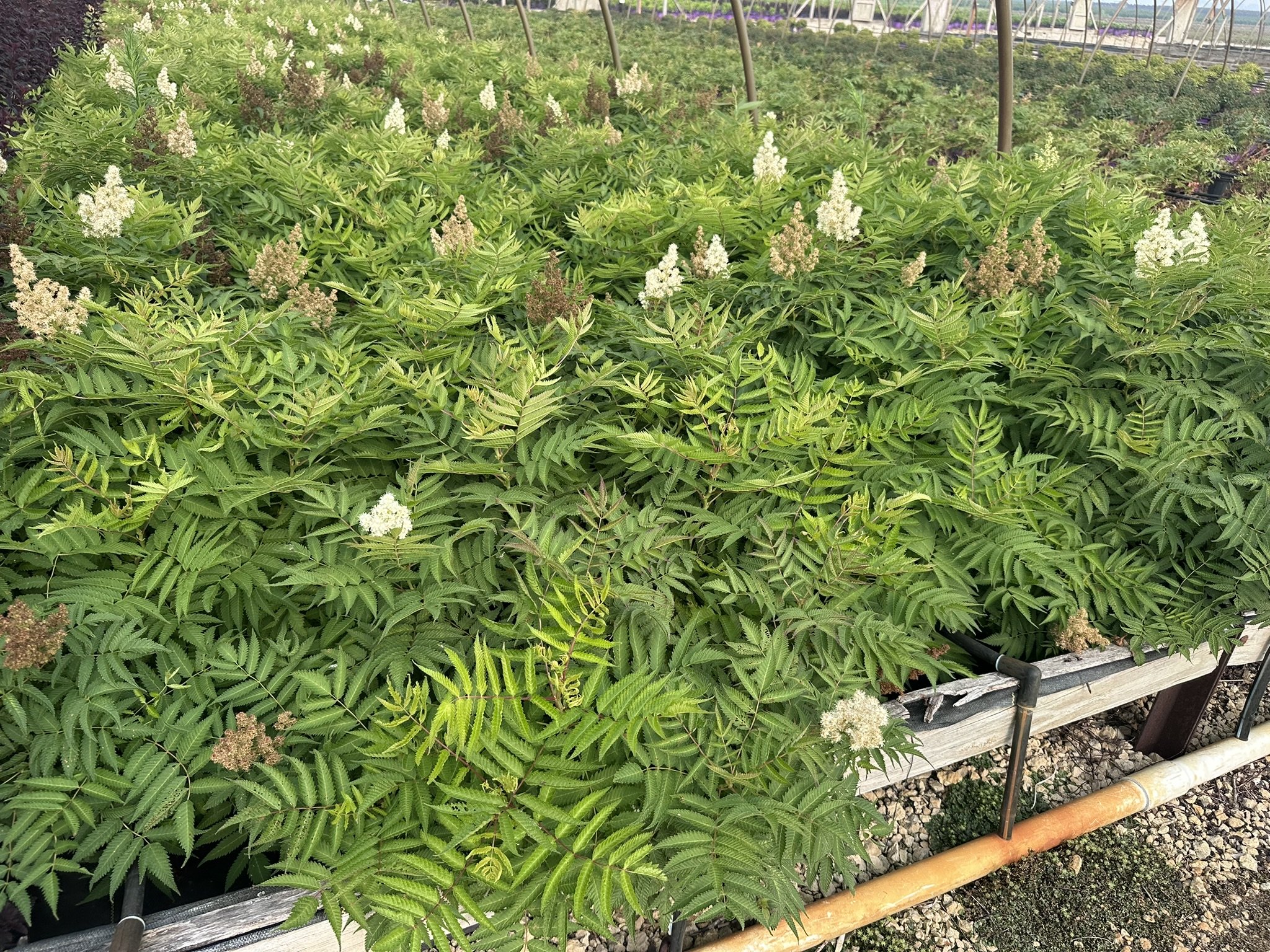 Sorbaria sorbifolia Matcha Ball® 'Levgreen' PP31202