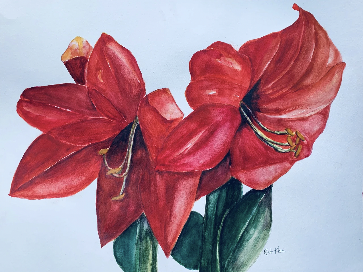 Amaryllis