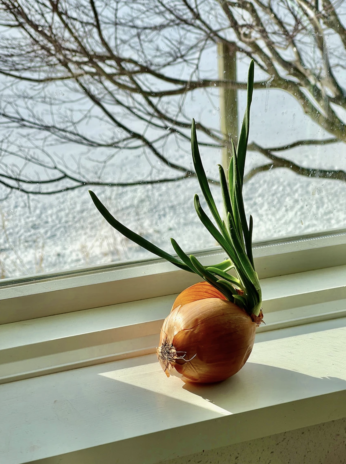 Berkshire Onion