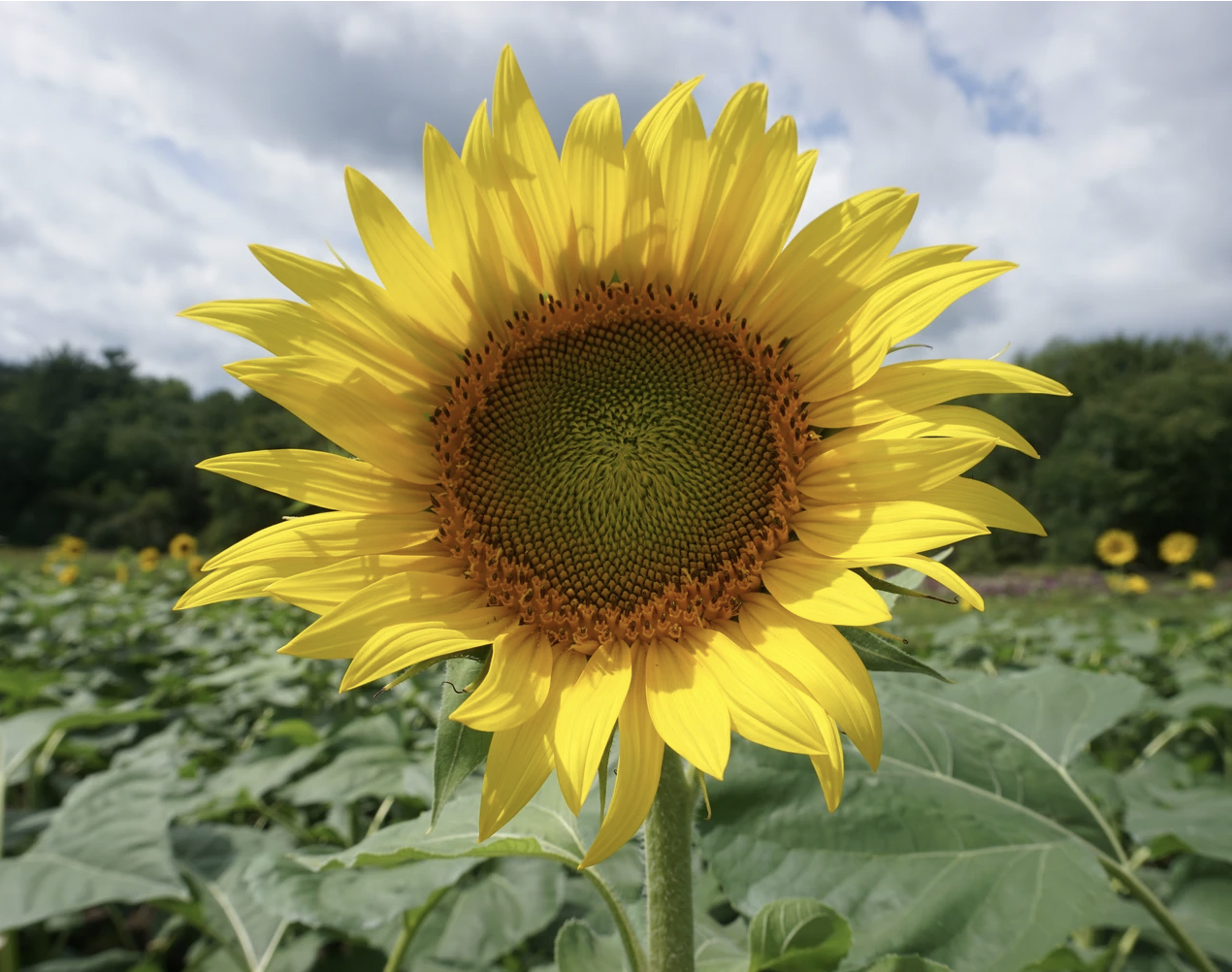 Sunflower of Hope 2020