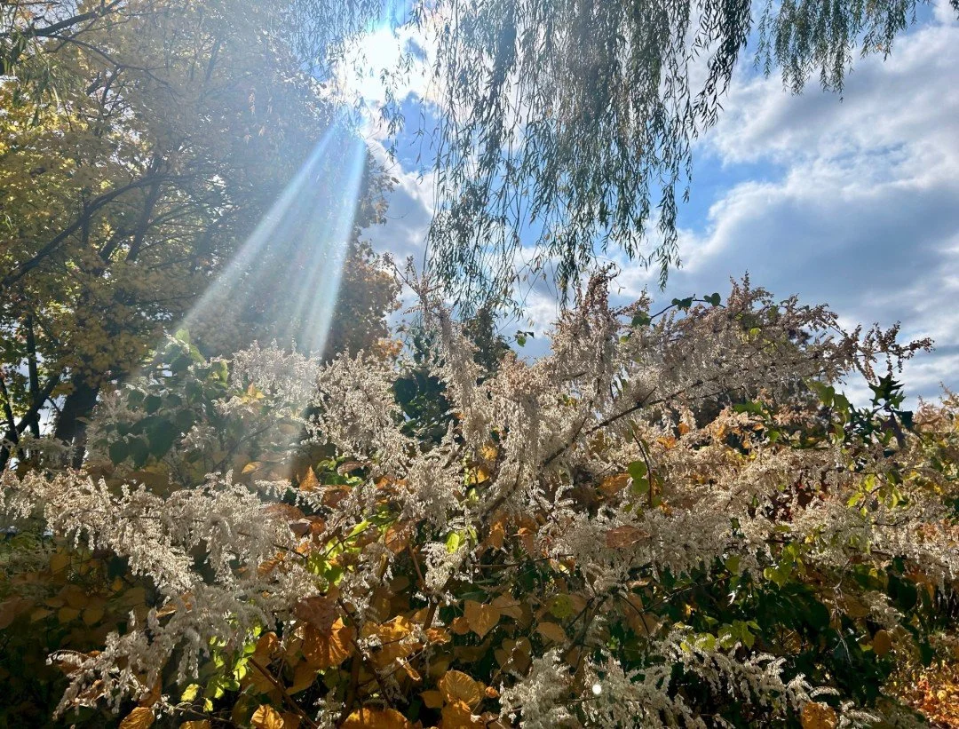 "The Ray of Hope"
by JoAnne Rose Foley