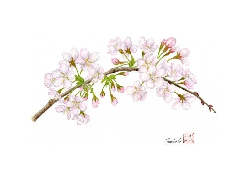 "Japanese Mountain Cherry"
Tomoko Graham
Honorable Mention Spring Show 2026